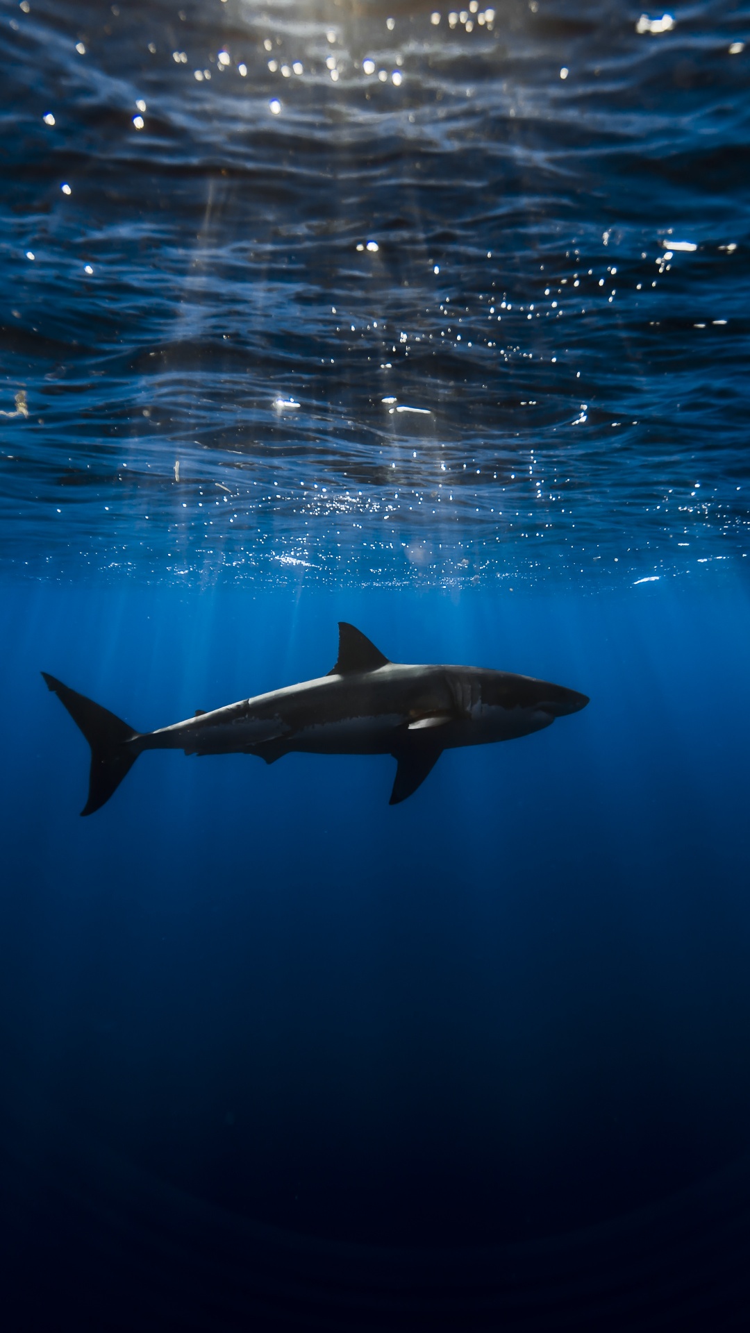 Great white shark Wallpaper 4K, Underwater, Blue Ocean, Sea Life