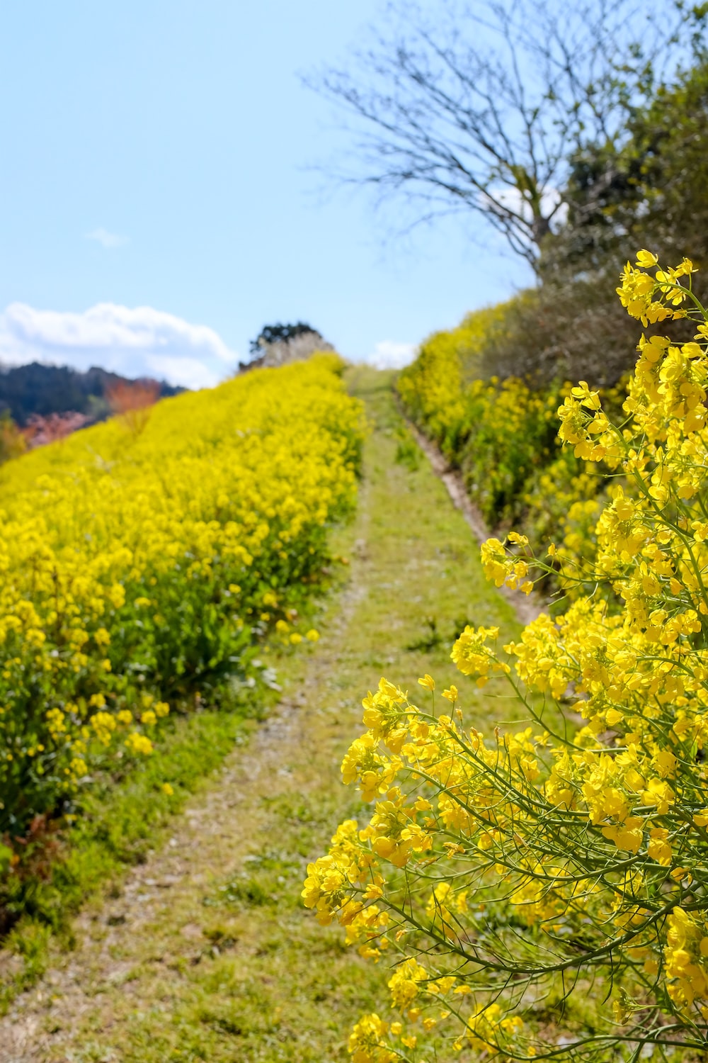 1K+ Mustard Field Picture. Download Free Image