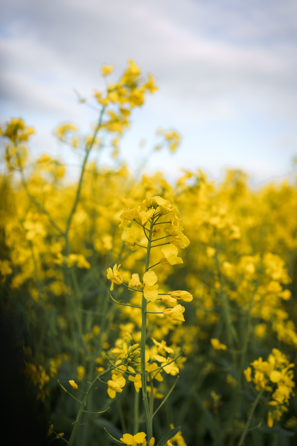 1K+ Mustard Field Picture. Download Free Image