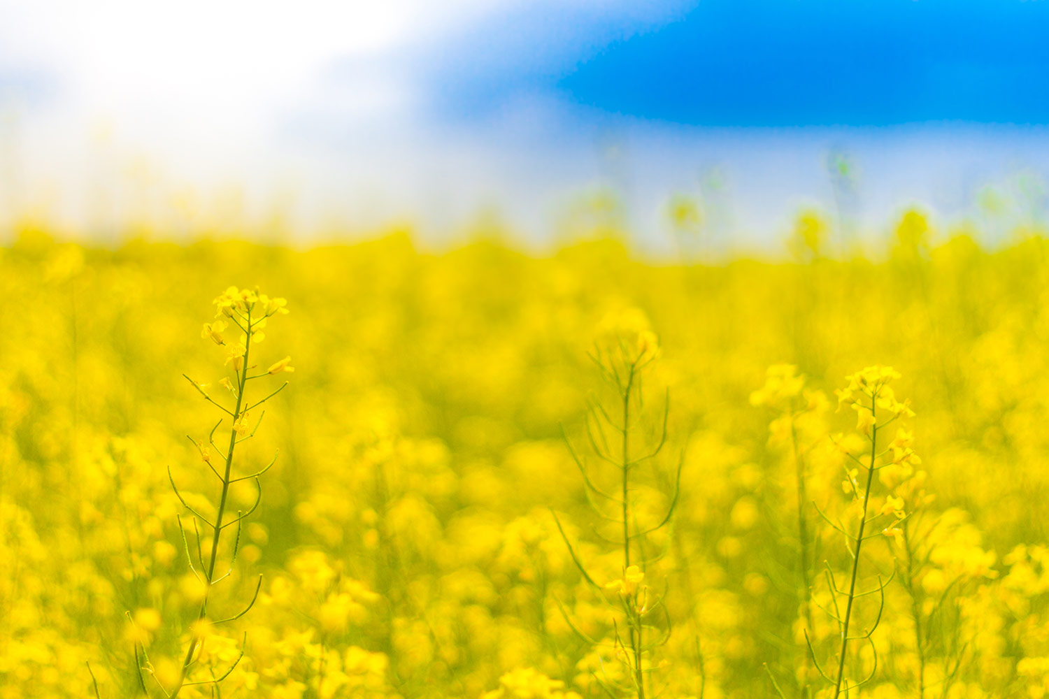 Mustard Field Wallpapers - Wallpaper Cave