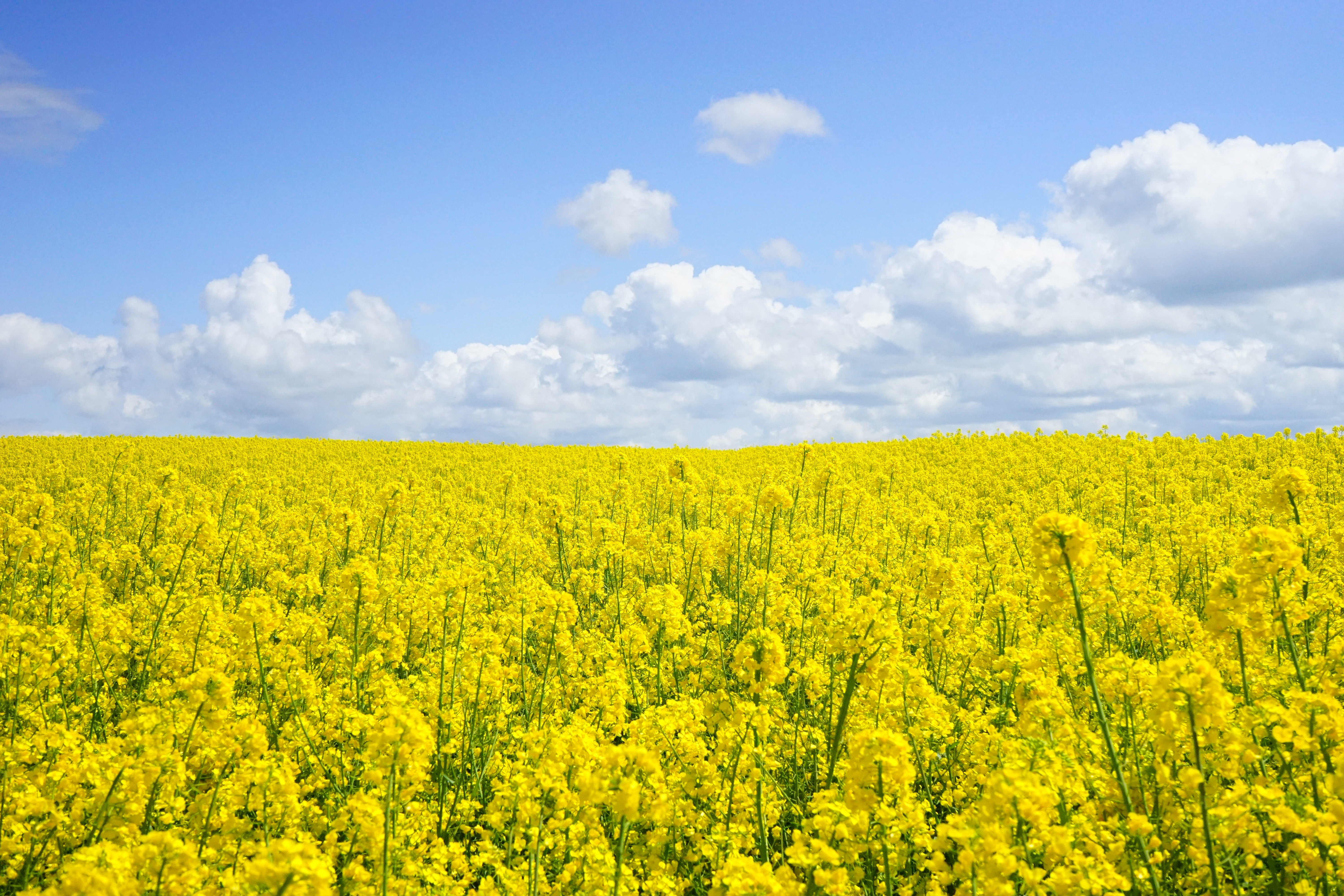 Flower Field Photo, Download Free Flower Field & HD Image