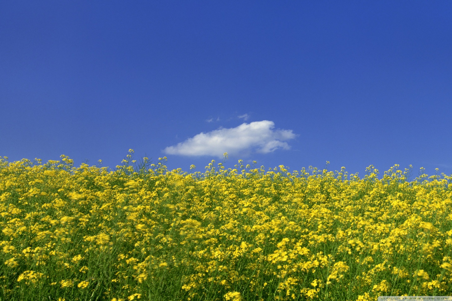 Mustard Flower Field 1 Ultra HD Desktop Background Wallpaper for 4K UHD TV