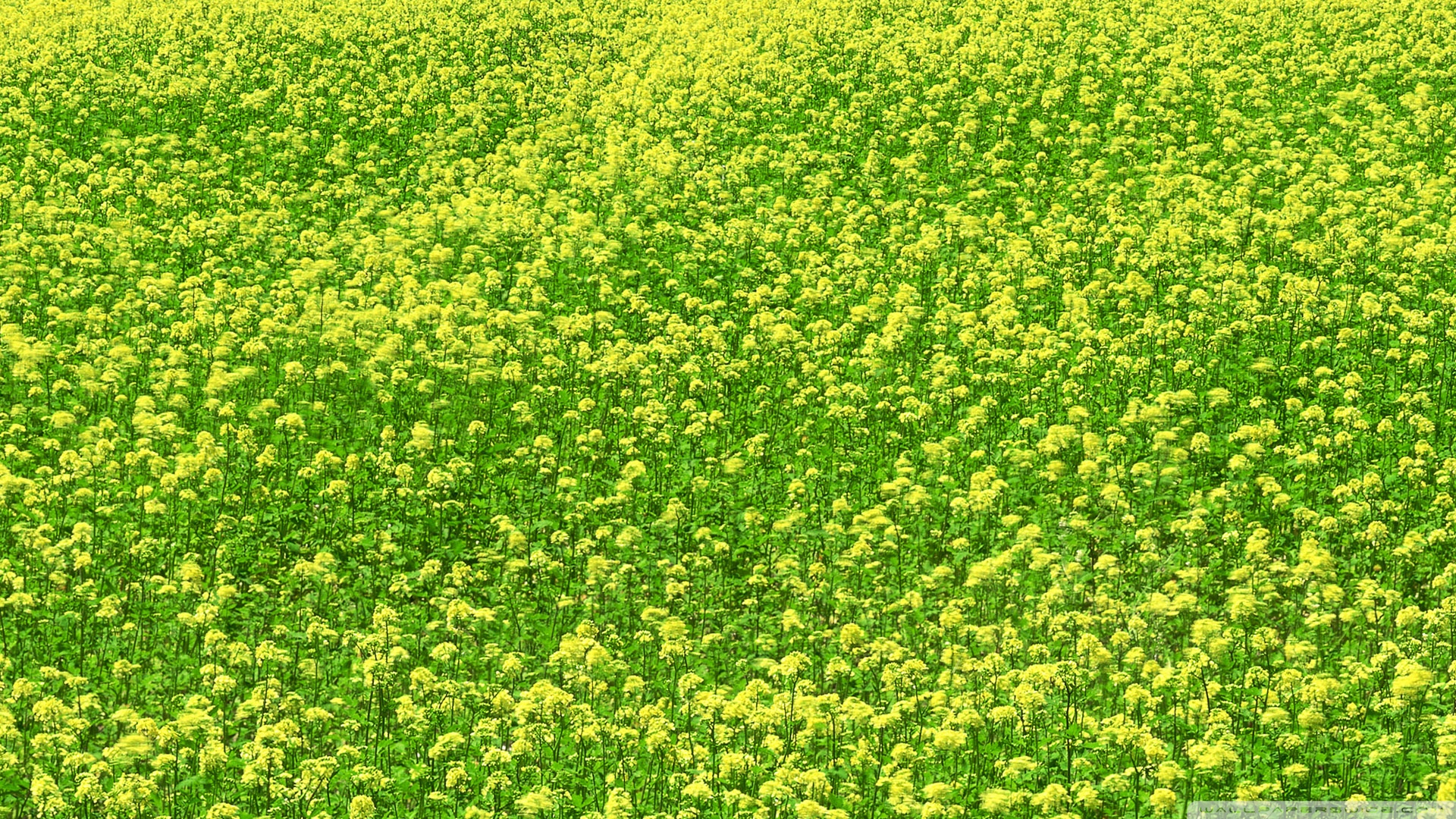 Mustard Flower Field 3 Ultra HD Desktop Background Wallpaper for 4K UHD TV