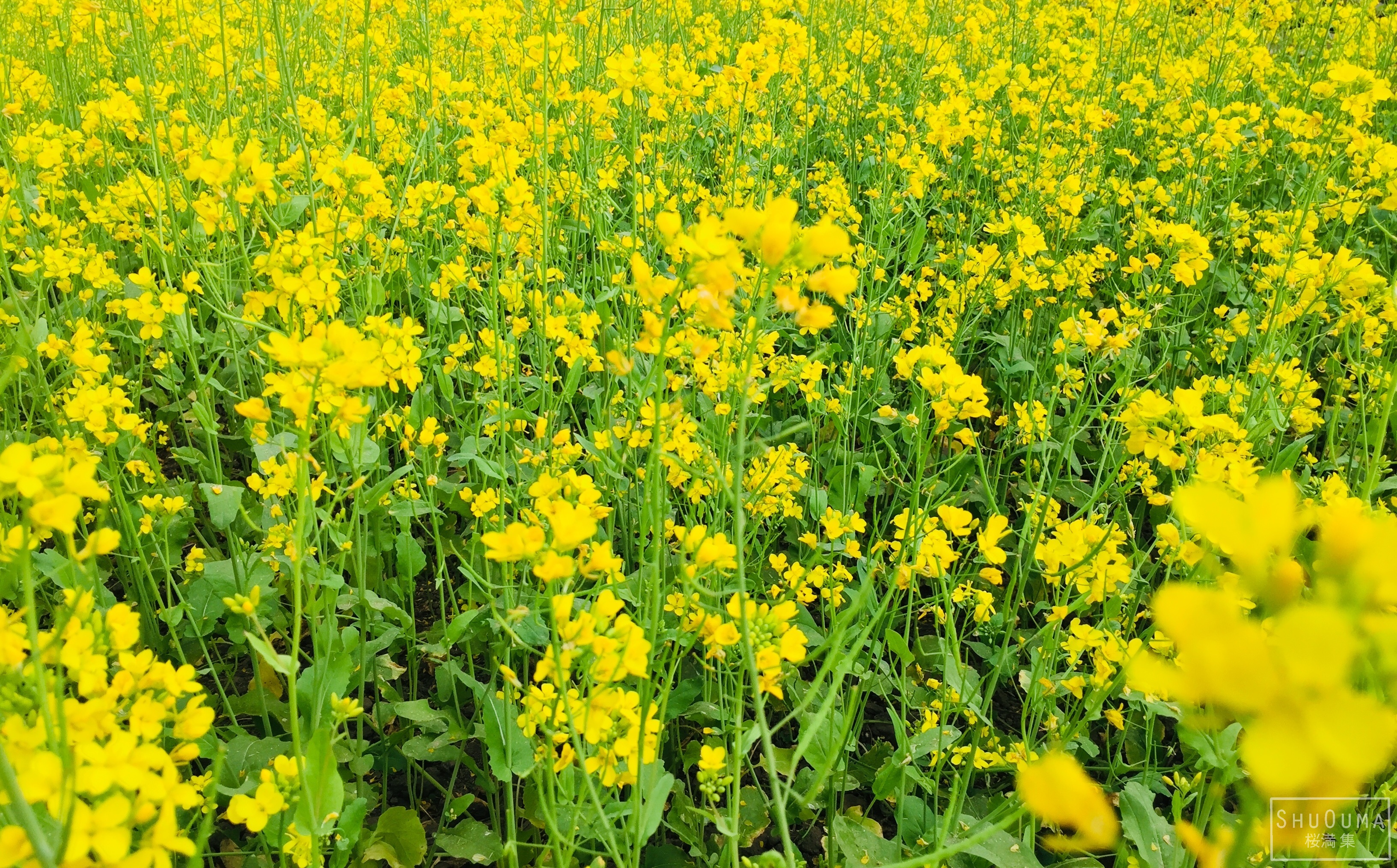 Mustard Plant HD Wallpaper and Background