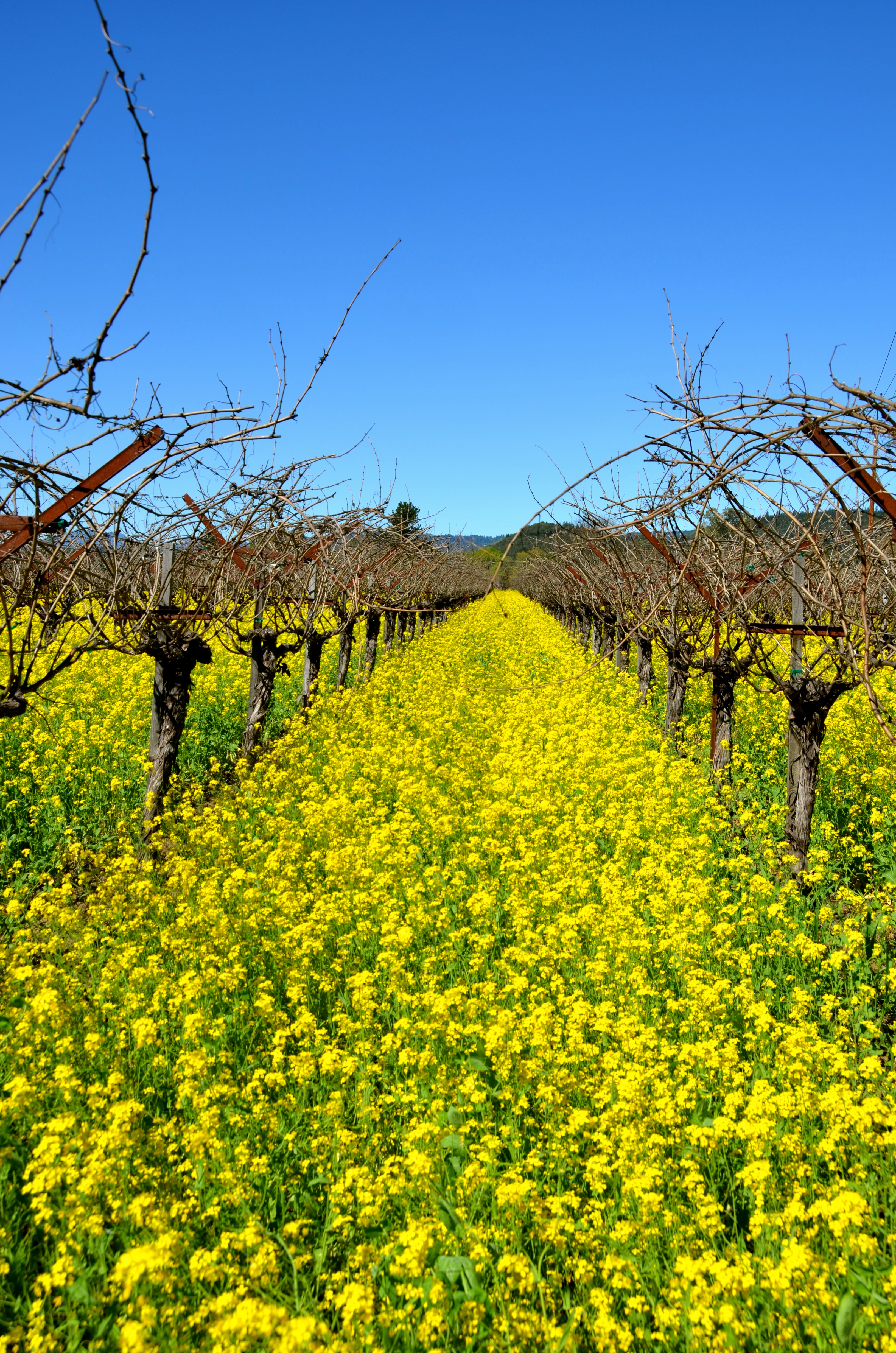 Kelleher Family Vineyard