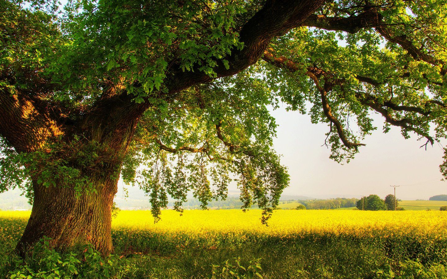 oak tree and mustard field. Grass background, Nature desktop wallpaper, Beautiful tree