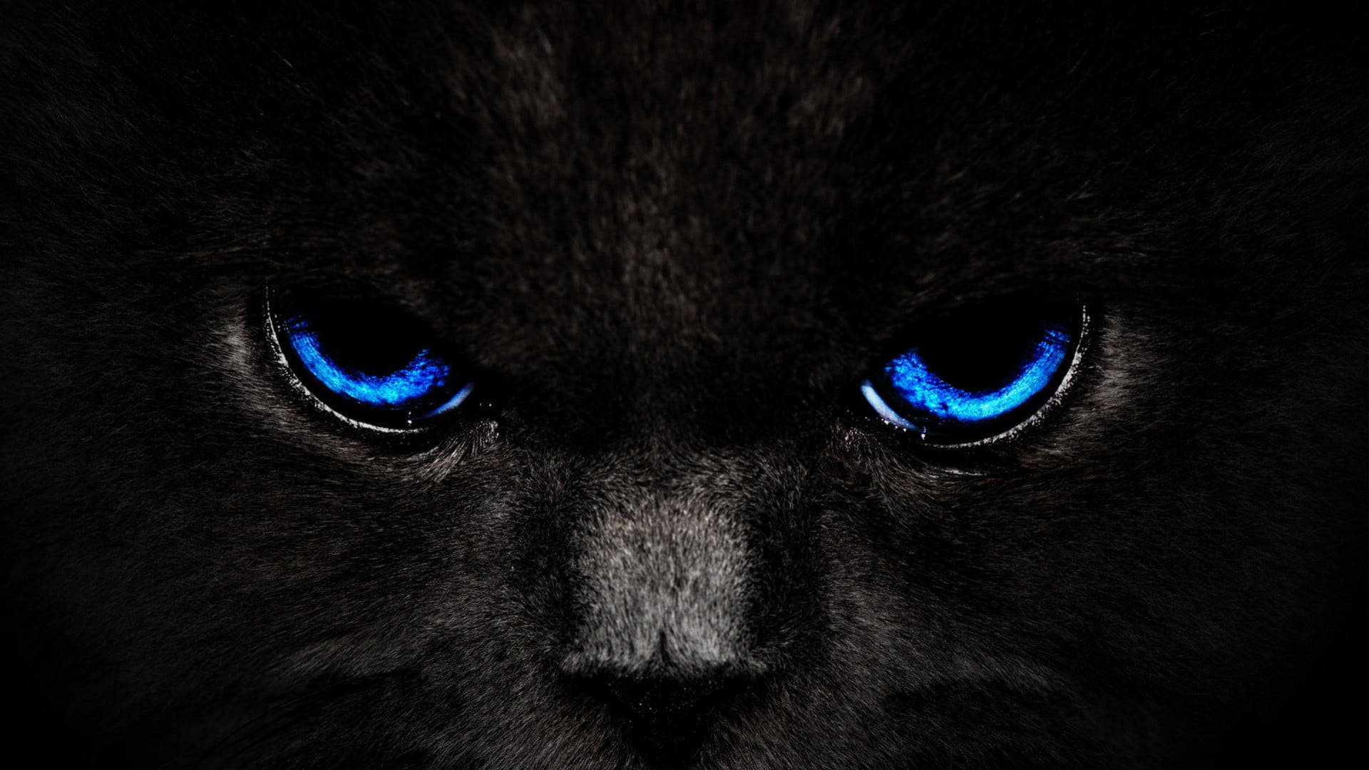 Download Black And Blue Fierce Cat Wallpaper