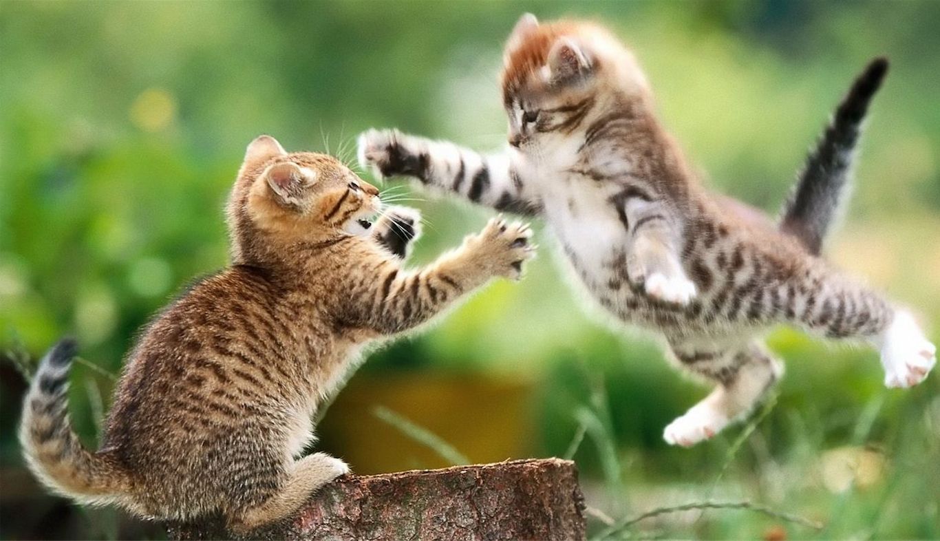 Fierce Kittens. Cute animal picture, Cute animals, Kittens cutest