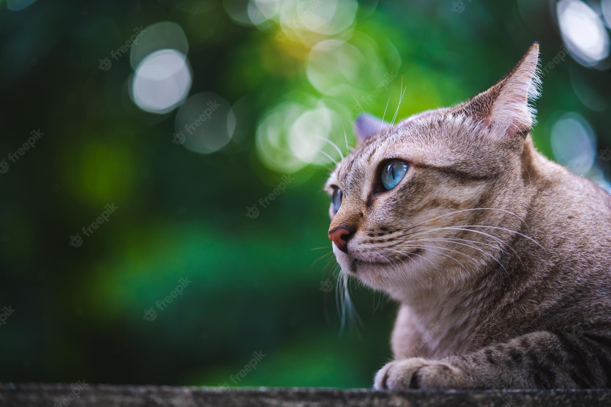Premium Photo. Portrait of tabby grey cat kitten adorable looking something looks fierce animal is blue eyes