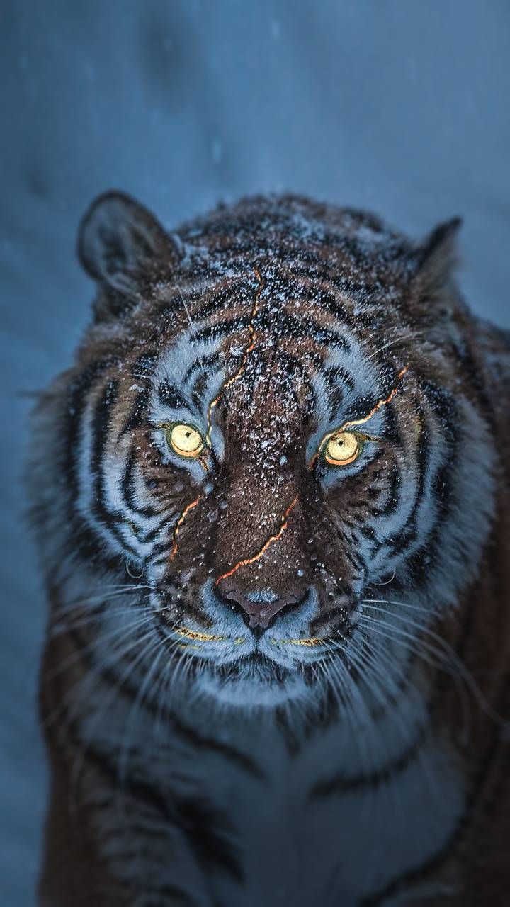 Download The Tiger 2 wallpaper by Animal Wallpaper now. Browse millions of popular Anim. Scary animals, Wild animal wallpaper, Tiger image