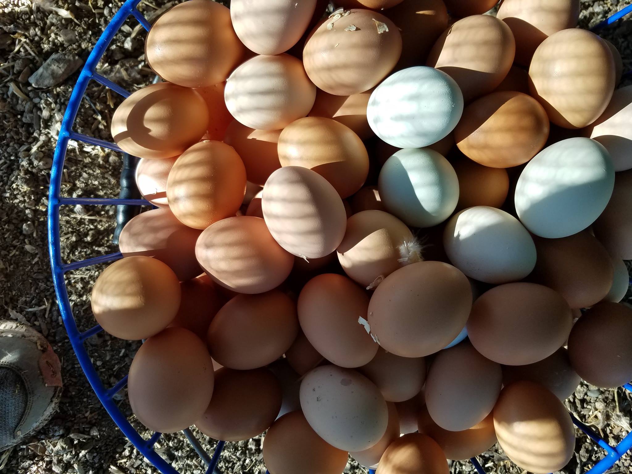 Farm Fresh Eggs: A Rainbow Of Colors. Edible Silicon Valley