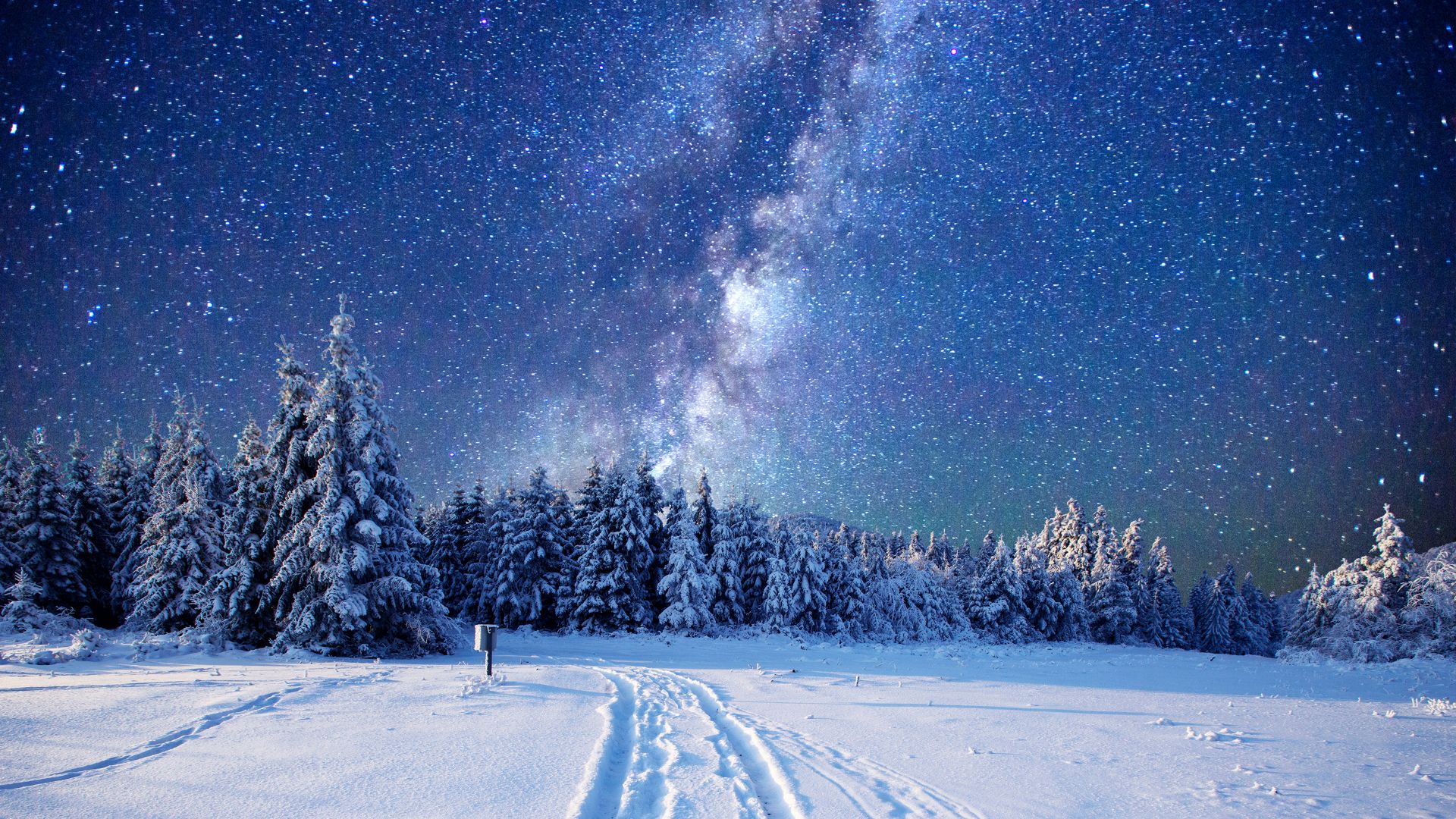 Wallpaper forest, snow, winter, sky, stars, night, 5k, Nature