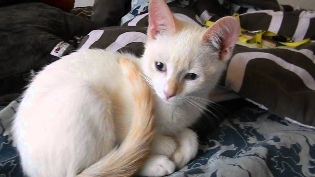 Flame Point Siamese Kitten. Siamese cats, Siamese kittens, Pretty cats