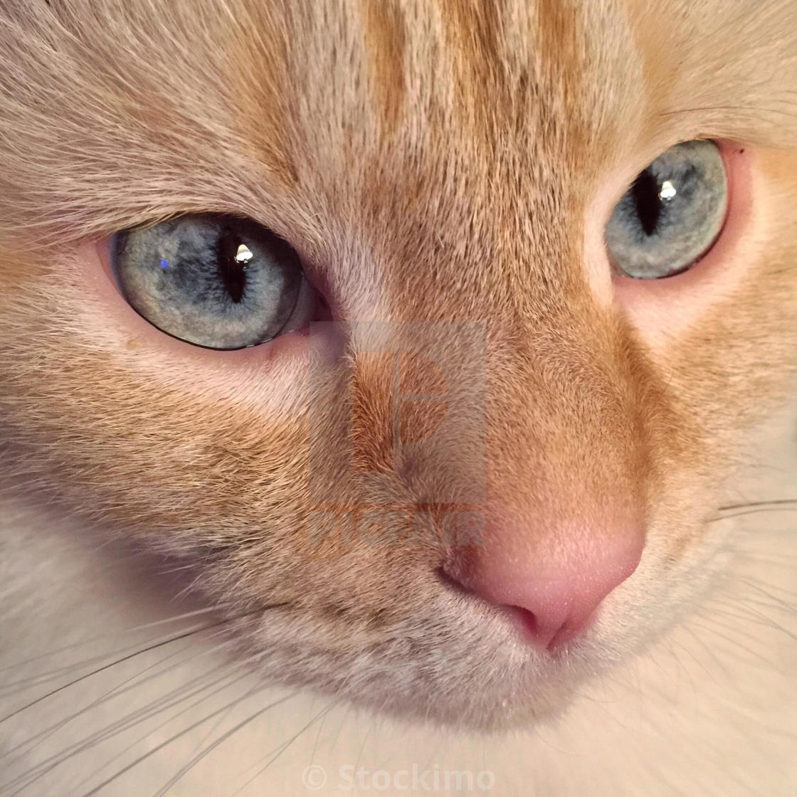 A close up portrait of a flame point Siamese cat with blue eyes, download or print for £31.00