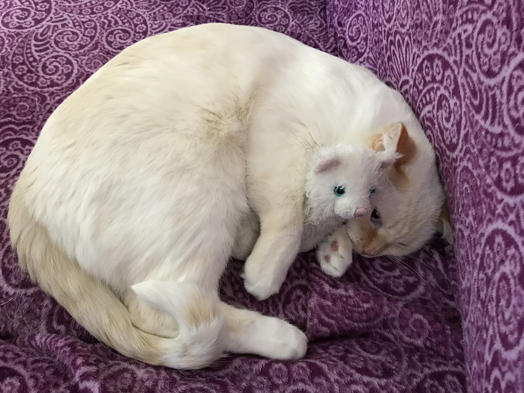My Flame Point Siamese cat