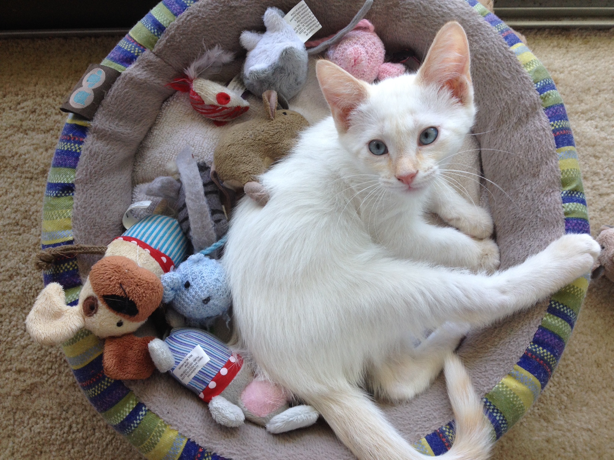 Flame Point Siamese Cat