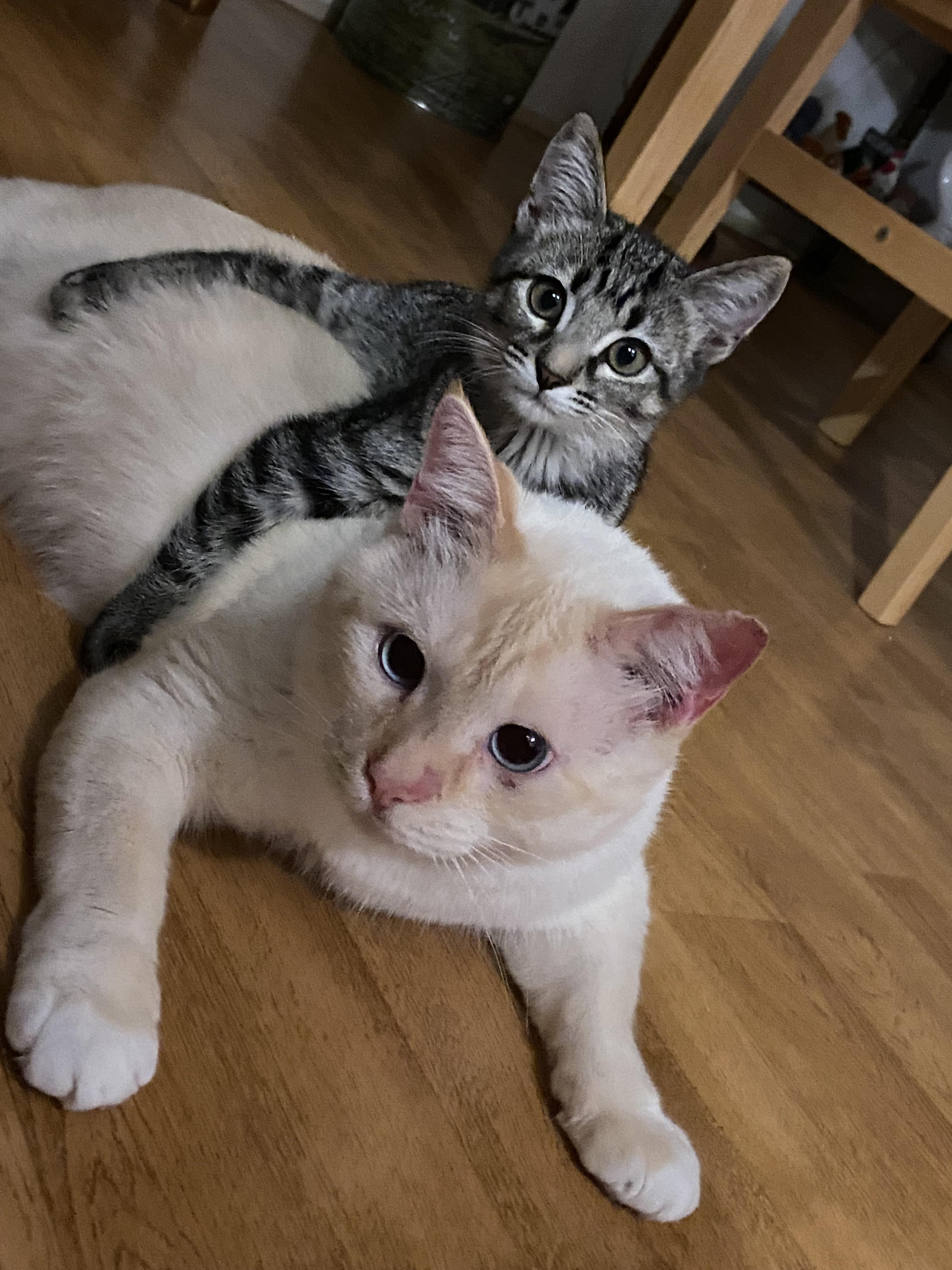 Satan (possible Flame Point Siamese?) Has Always Been Vicious Attacked Other Animals, Until He Met His Sister Jolene. I've Never Seen Him Like This