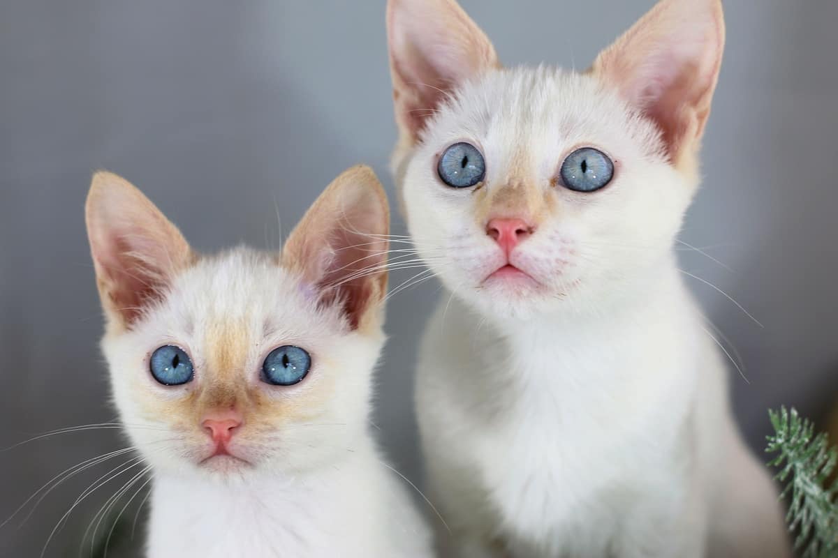 Flame Point Siamese Cat: Info, Facts, Traits, Picture & FAQs