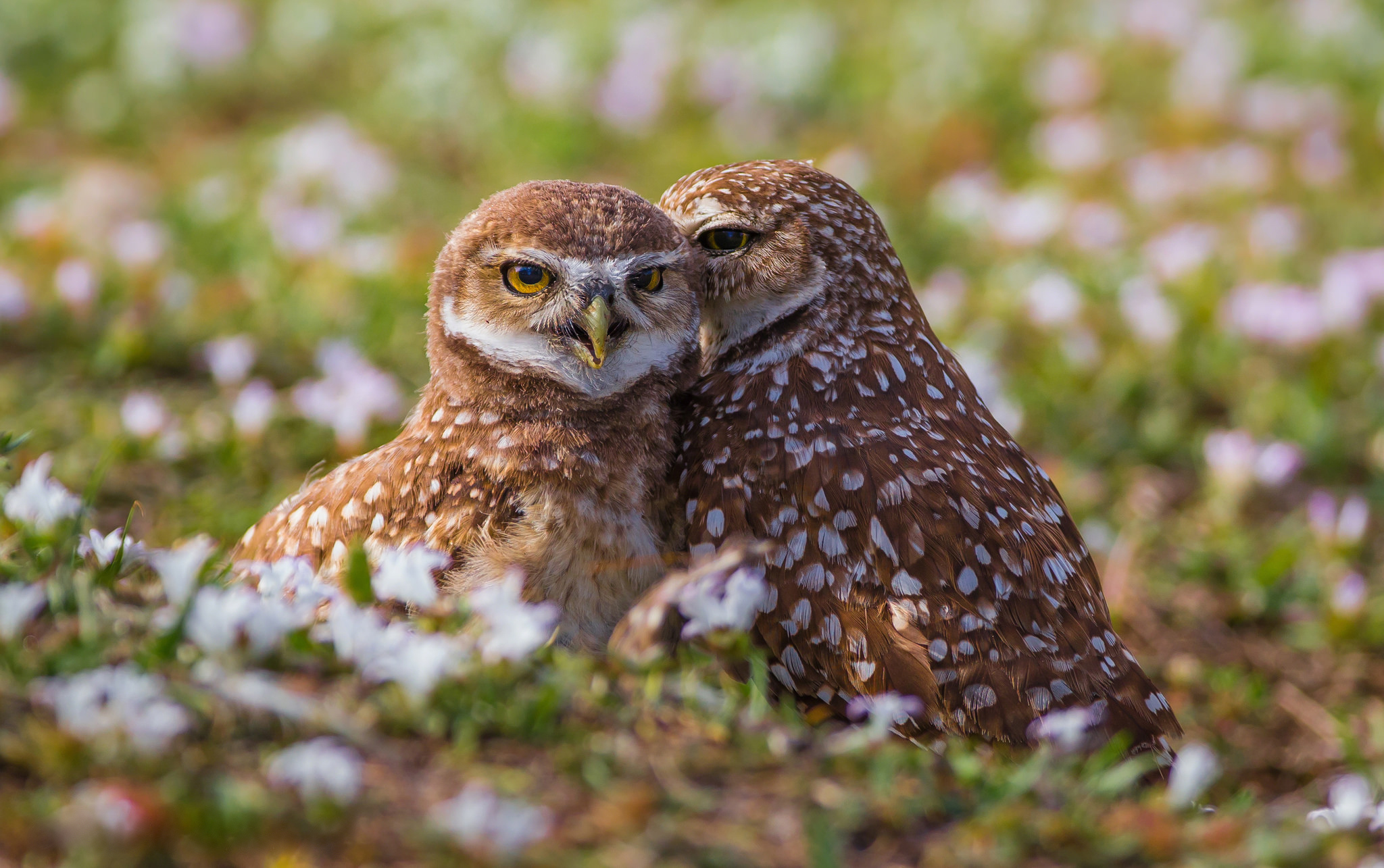 Burrowing Owl HD Wallpaper and Background