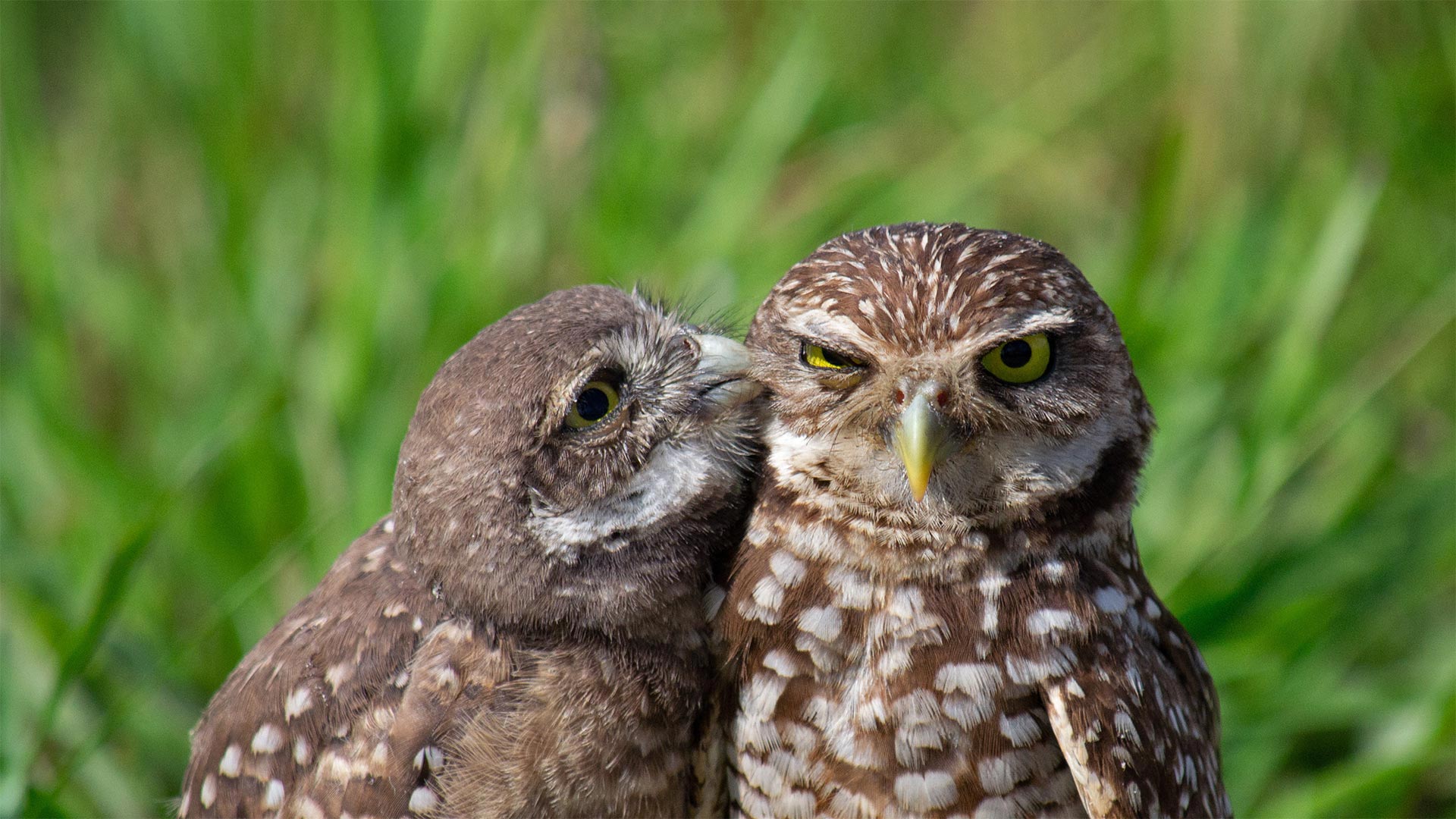 Little Burrowing Owls Wallpapers - Wallpaper Cave