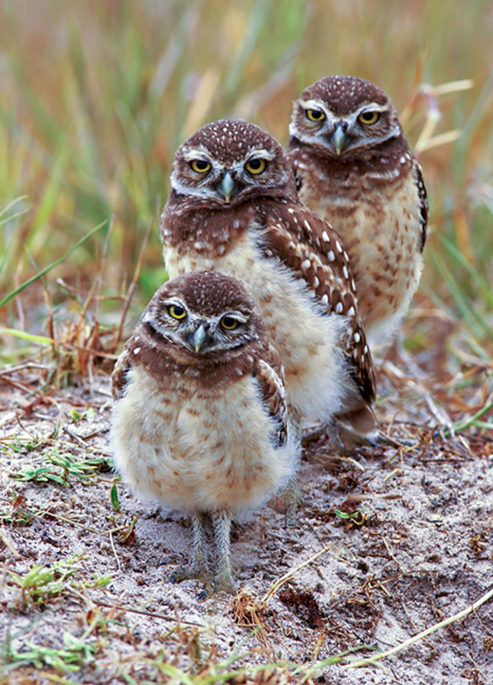 Birds Our Feathered Friends!!