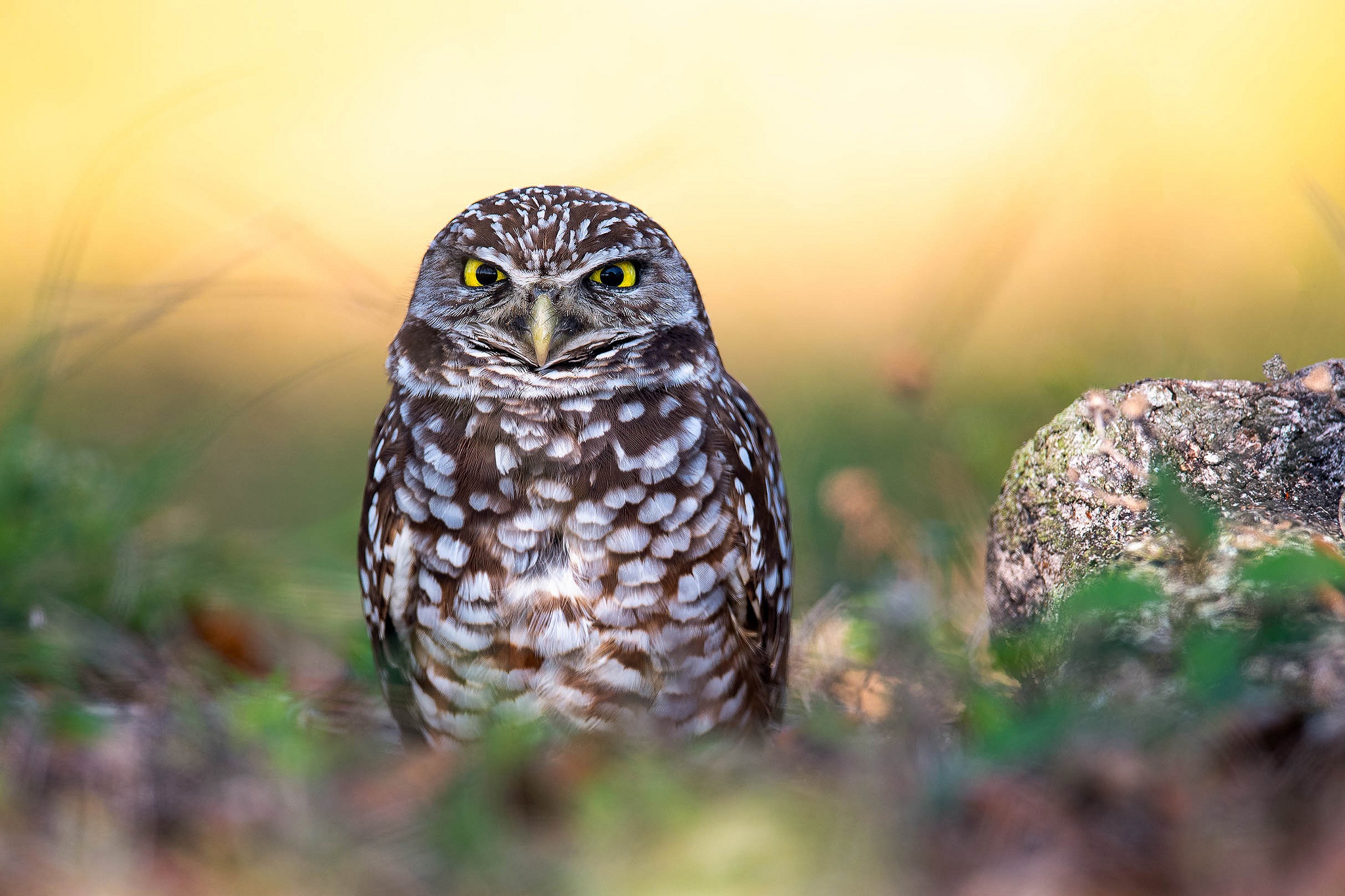 Burrowing Owl HD Wallpaper