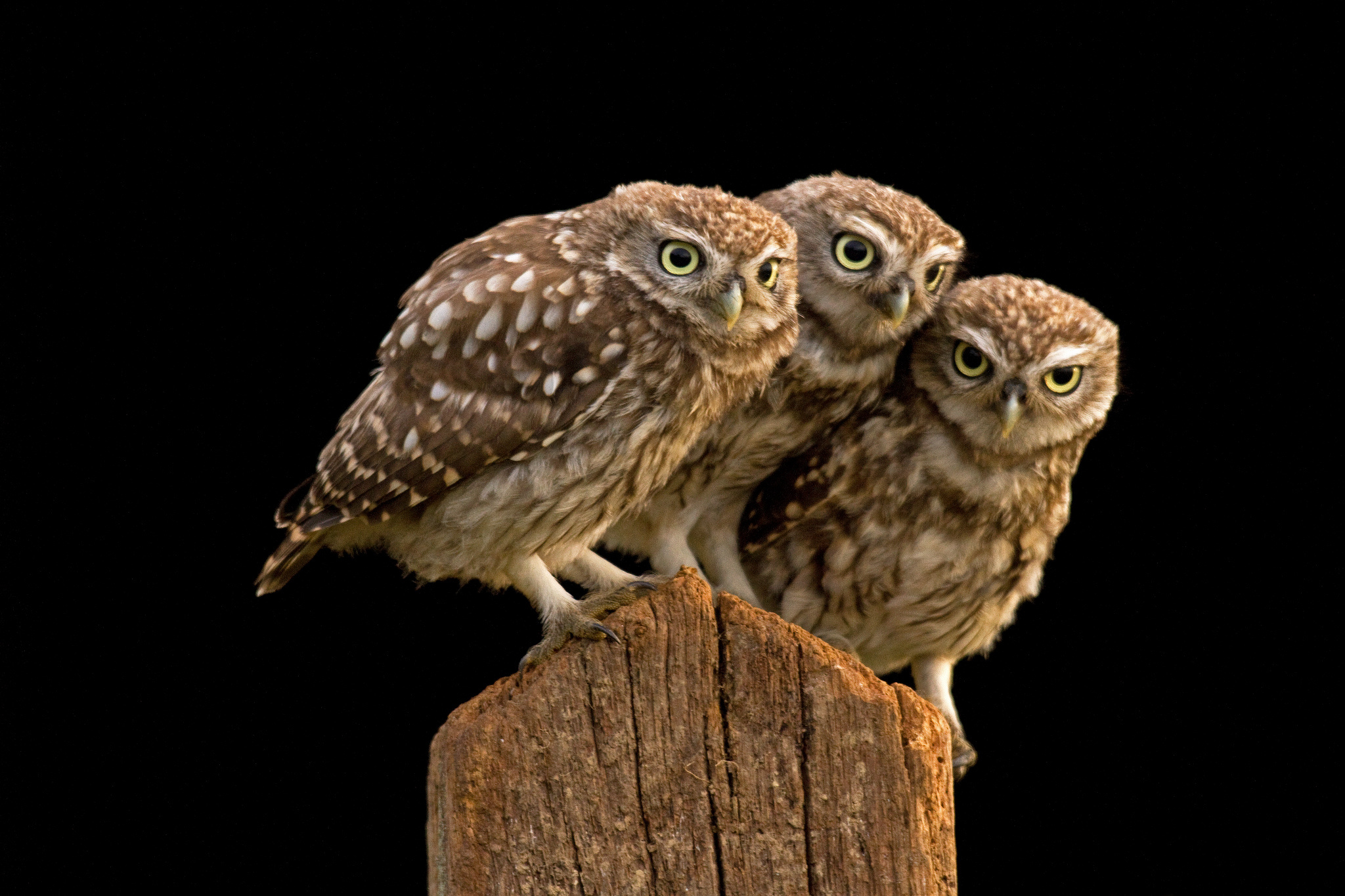 burrowing, Owl Wallpaper HD / Desktop and Mobile Background