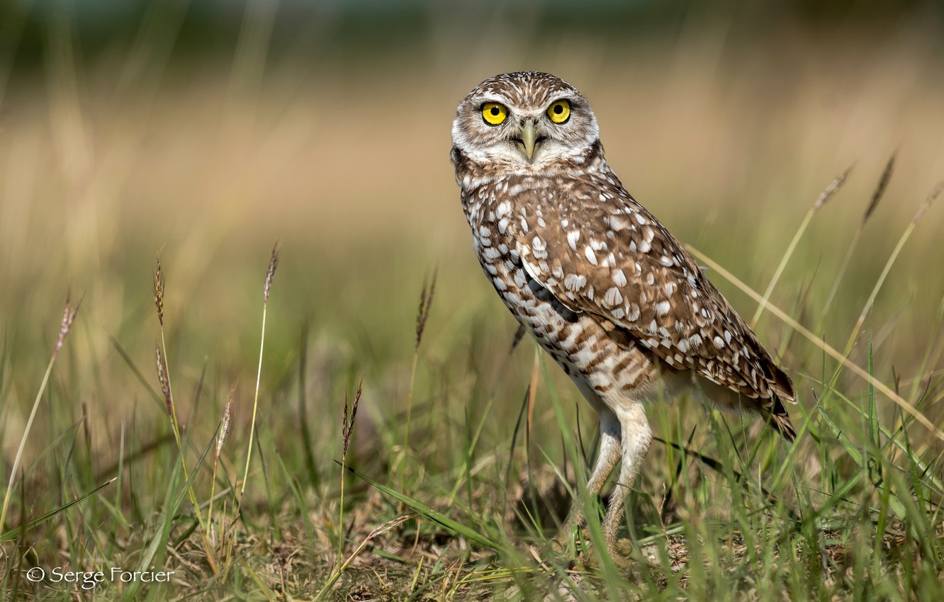 Wallpaper greens, grass, the sun, nature, owl, bird, bokeh, Burrowing owl image for desktop, section животные