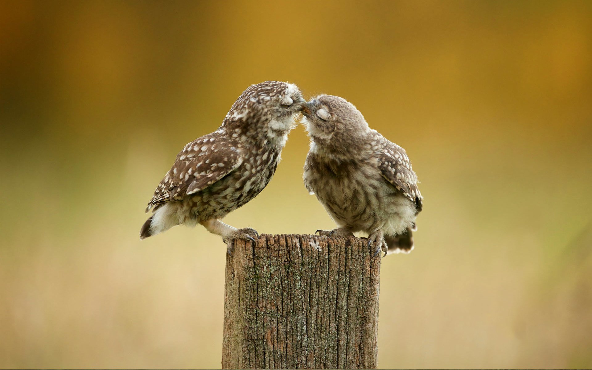 Burrowing Owl HD Wallpaper