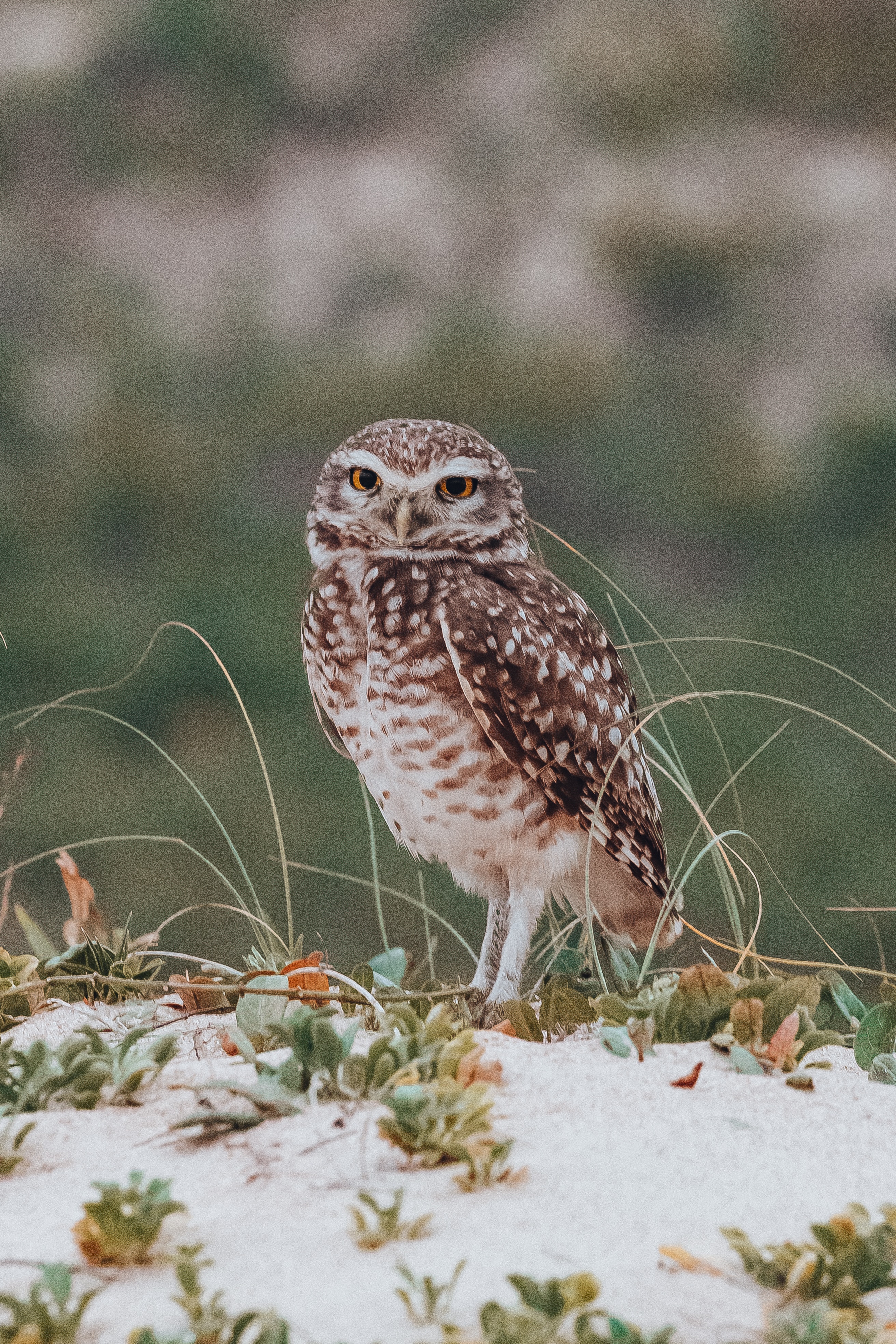 Burrowing Owl Photo, Download Free Burrowing Owl & HD Image