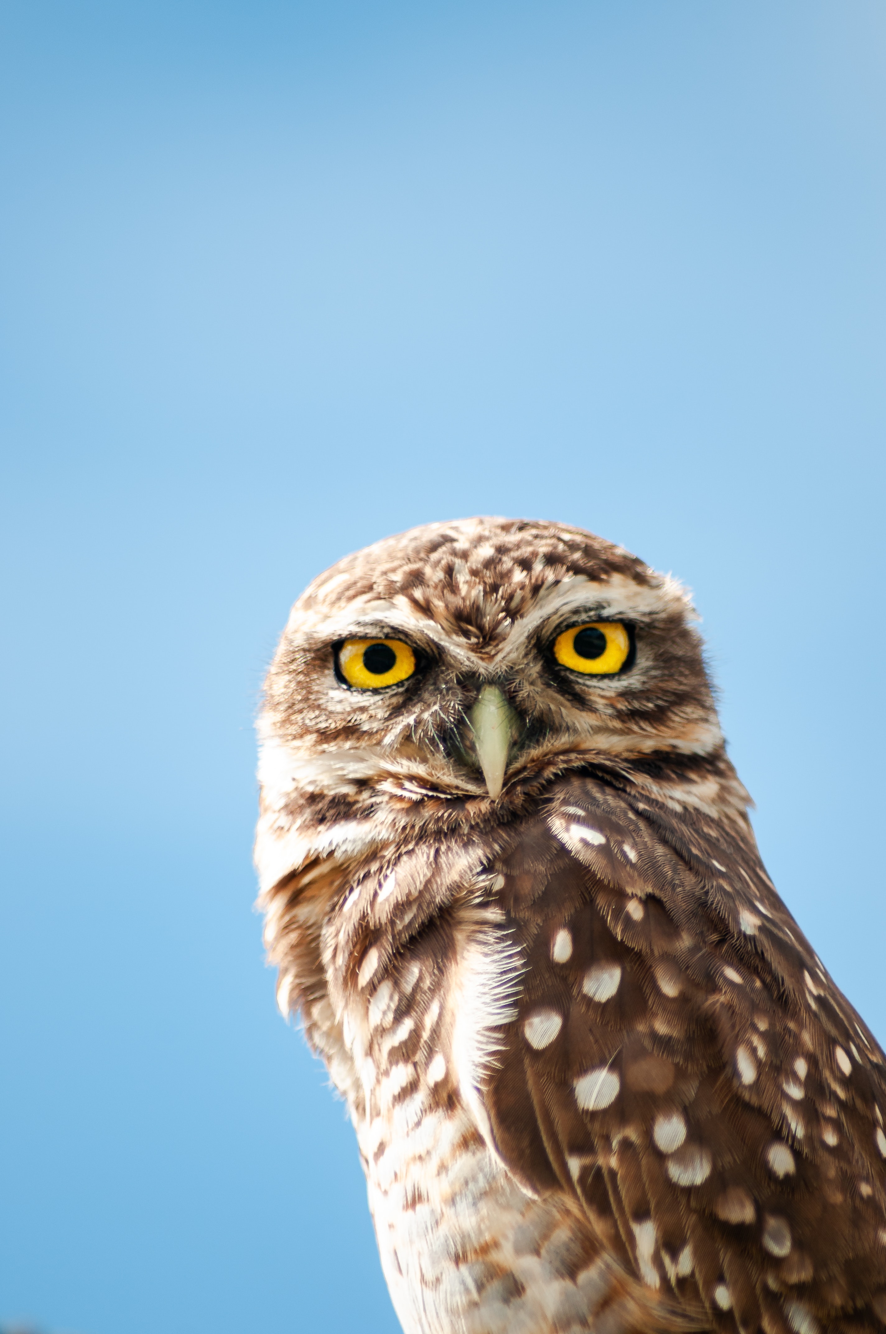 Burrowing Owl Photo, Download Free Burrowing Owl & HD Image