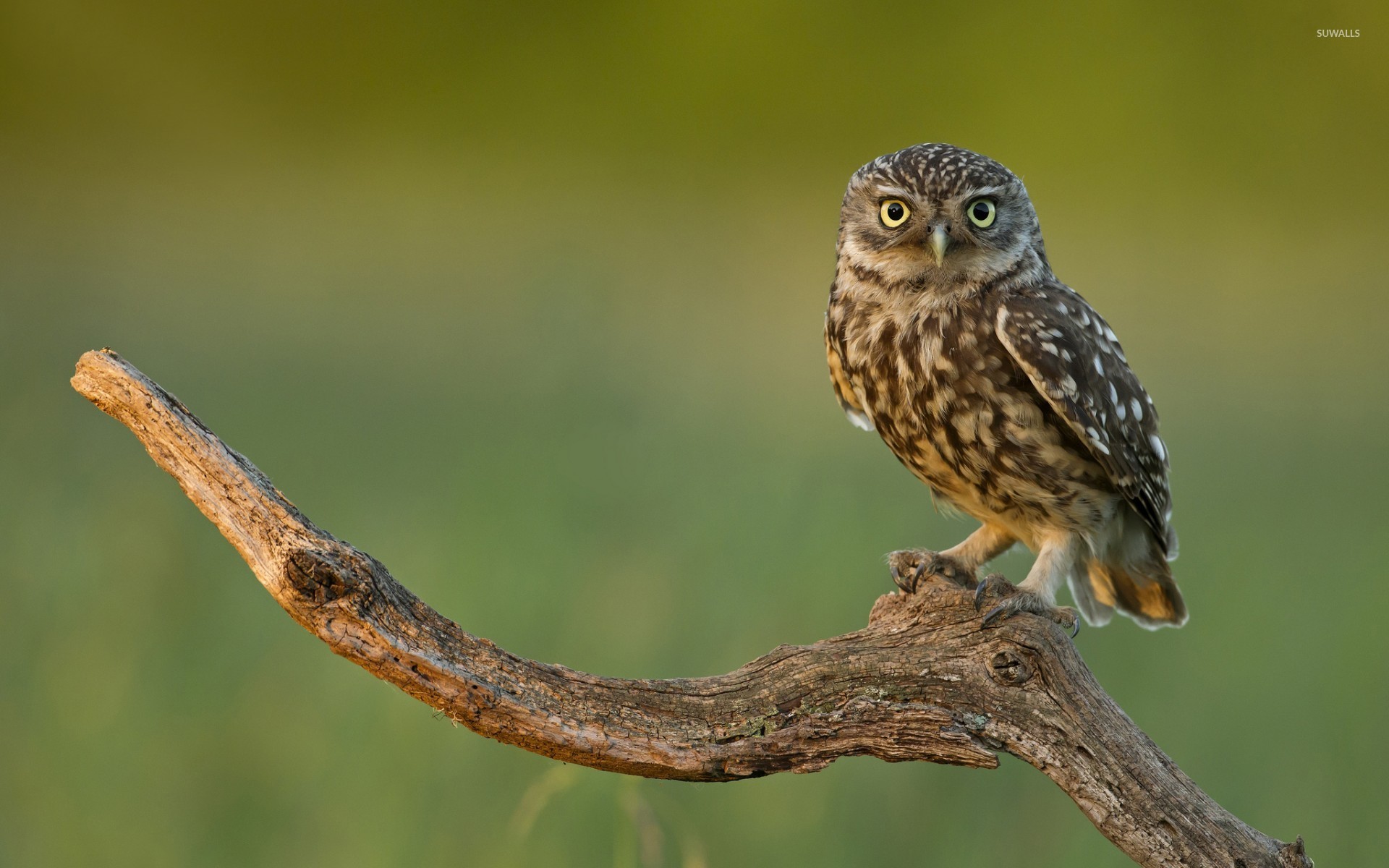 Burrowing Owl [2] wallpaper wallpaper