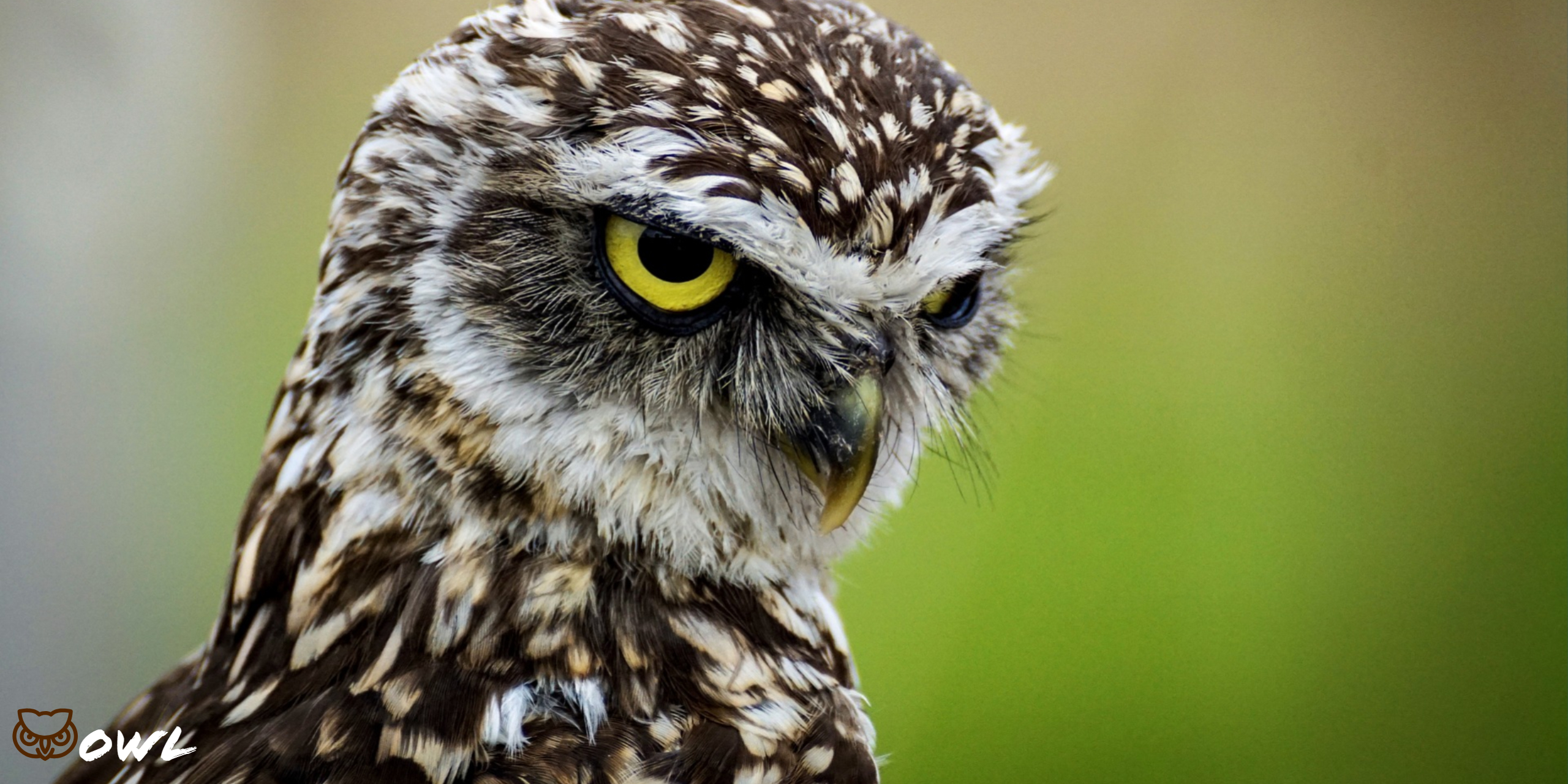 Burrowing Owl HD Wallpaper