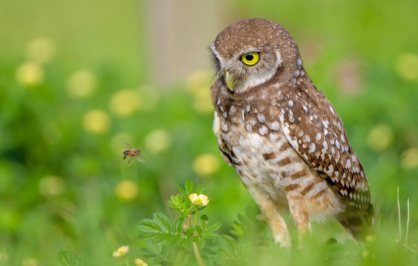 Wallpaper nature, birds, Florida, bee, burrowing owl image for desktop, section животные