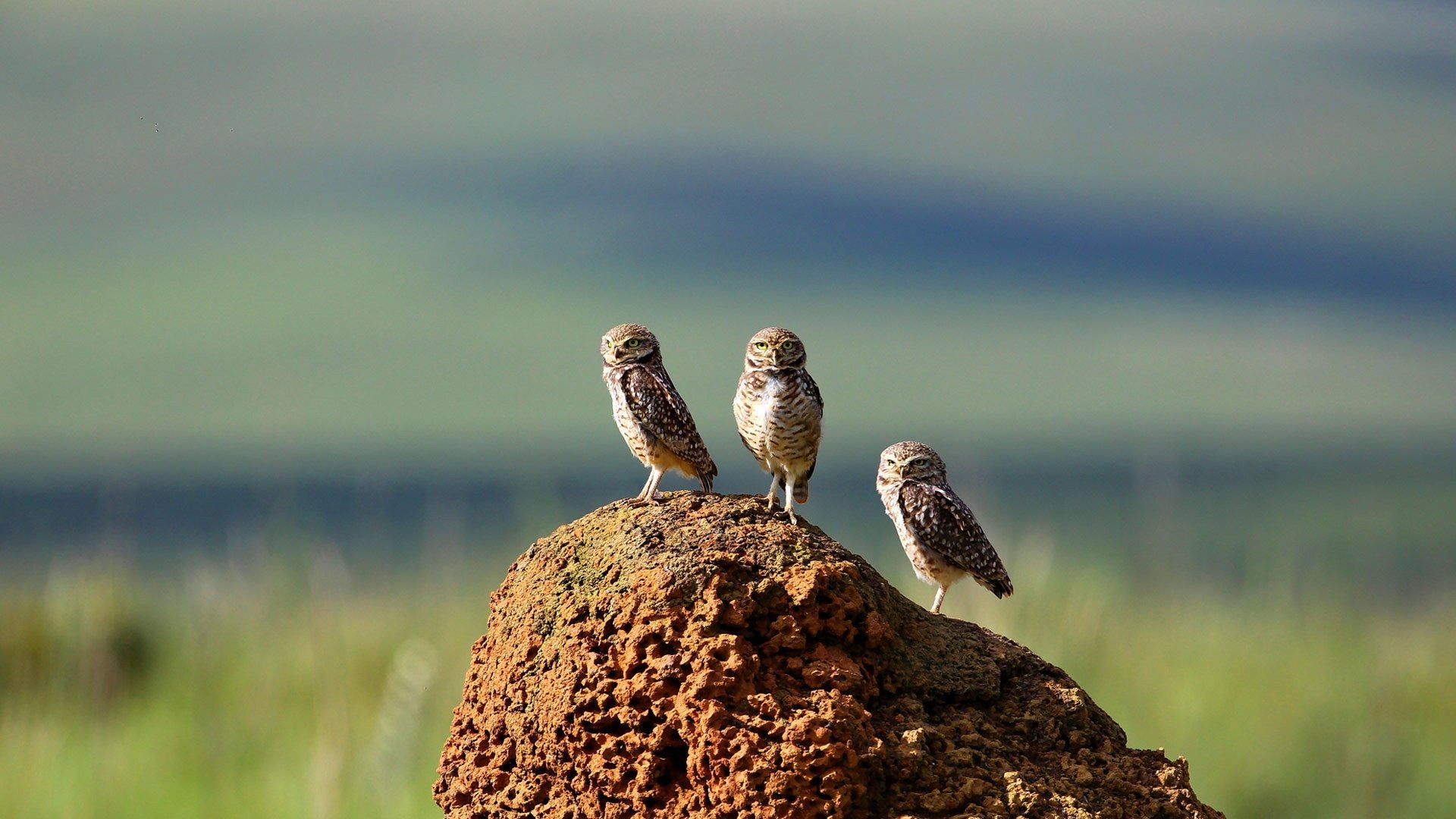 Burrowing Owl HD Wallpaper