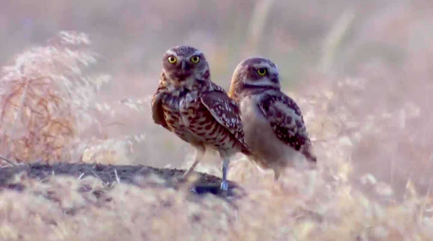 Umatilla's Owl Man Is Bringing Burrowing Owls Back From The Brink