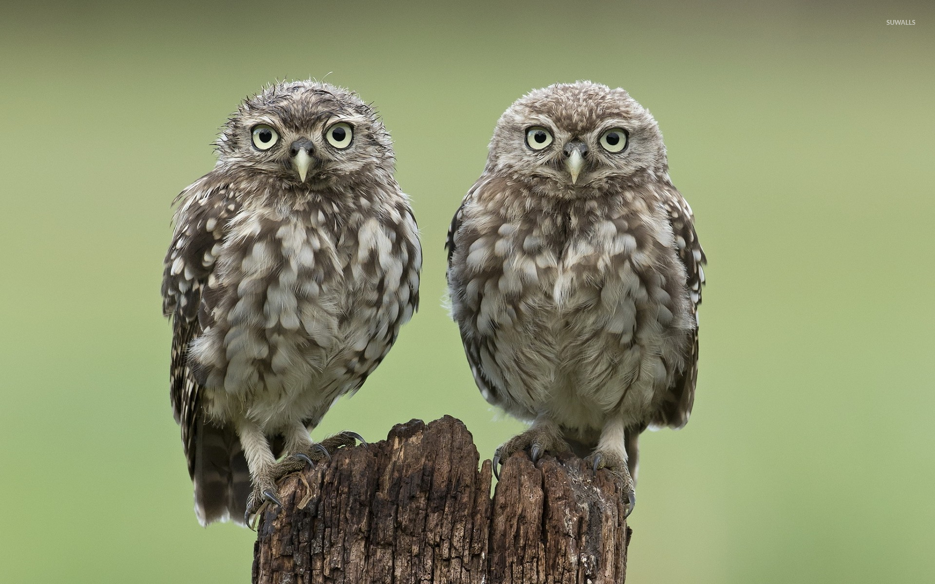 Burrowing Owl wallpaper wallpaper