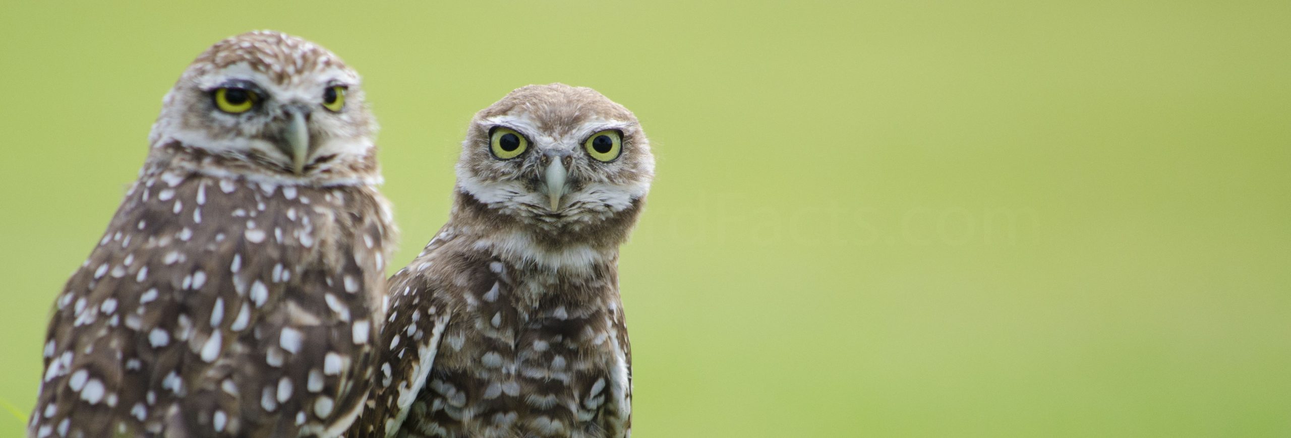 Florida Burrowing Owls