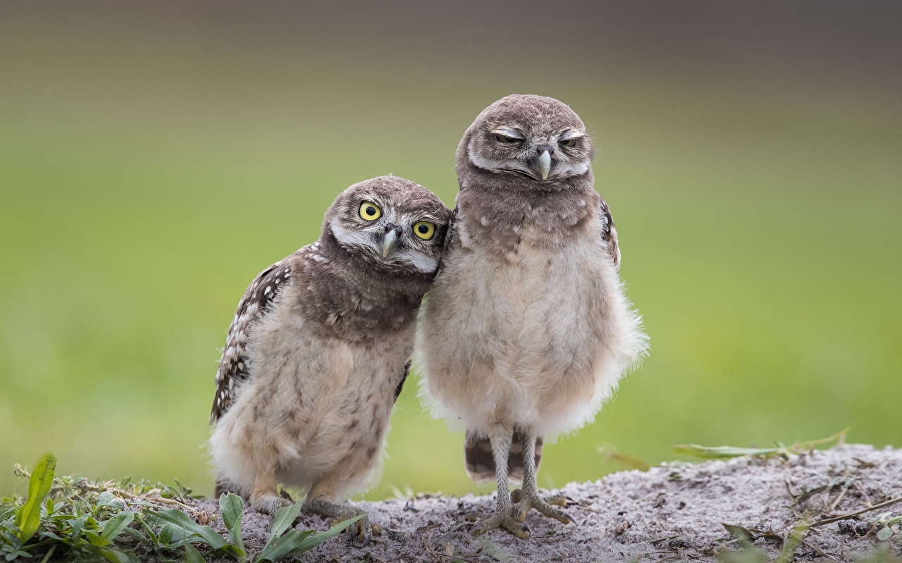 Photos bird Burrowing owl Cute Two animal