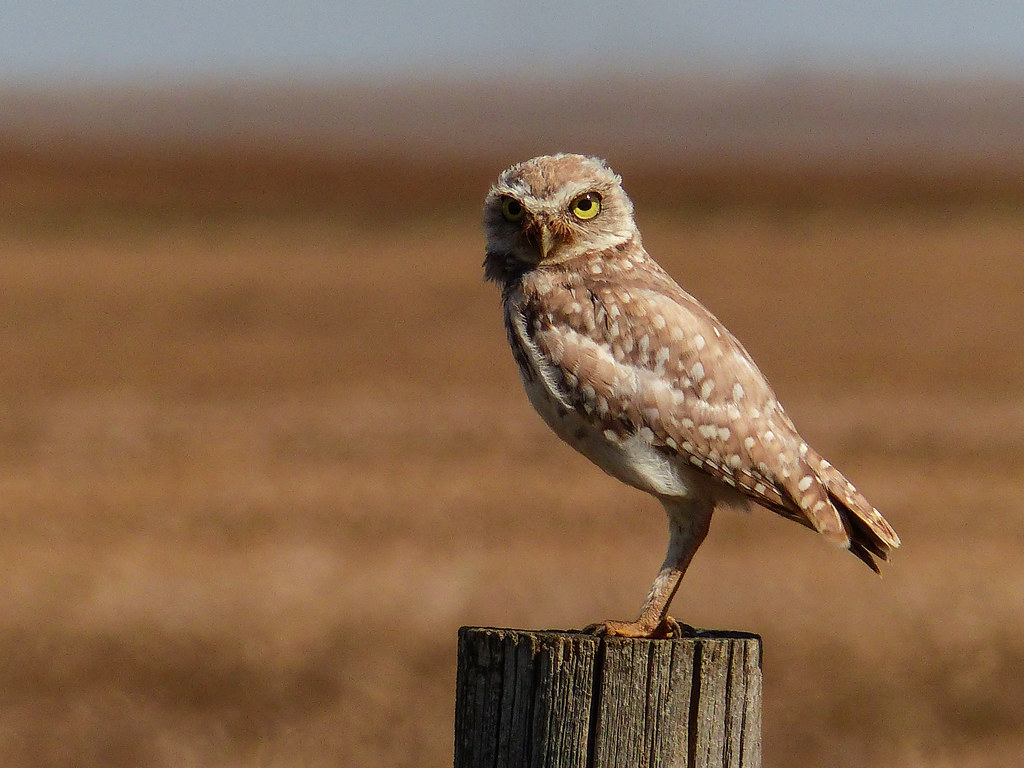 Pure joy. There are - in my Burrowing Owl album