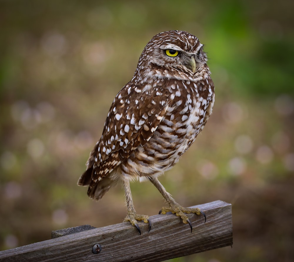 Burrowing Owl Picture. Download Free Image