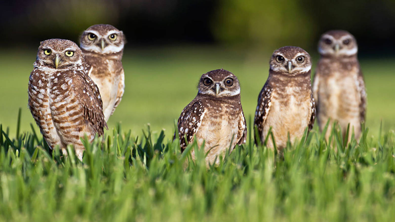 Owls to Look (and Listen) for in National Parks · National Parks Conservation Association