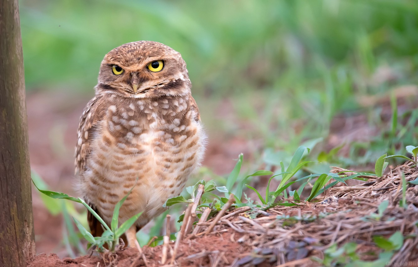 Wallpaper nature, owl, bird, bokeh, Burrowing owl image for desktop, section животные