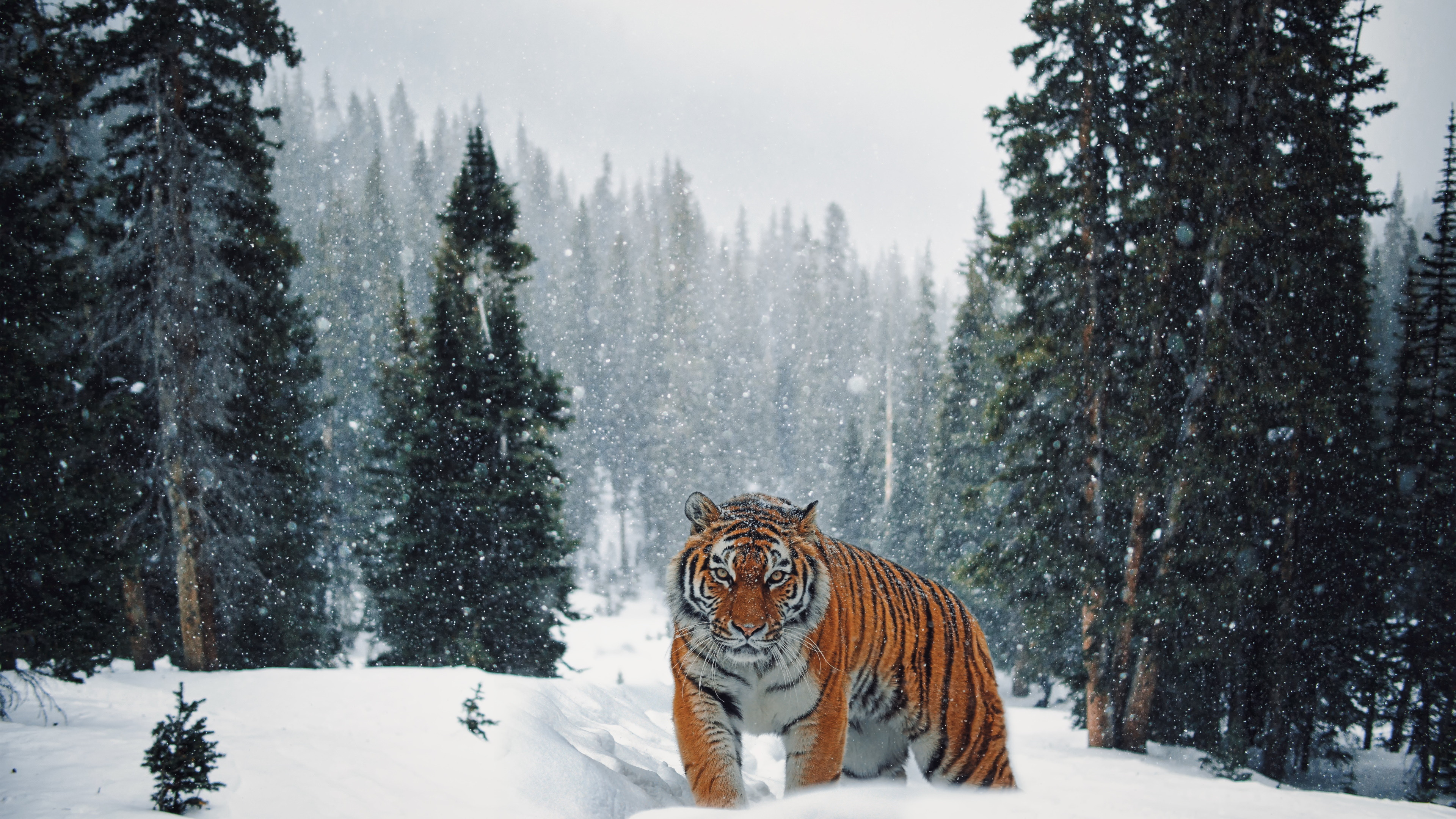 Tiger Snow Winter Wallpapers Wallpaper Cave