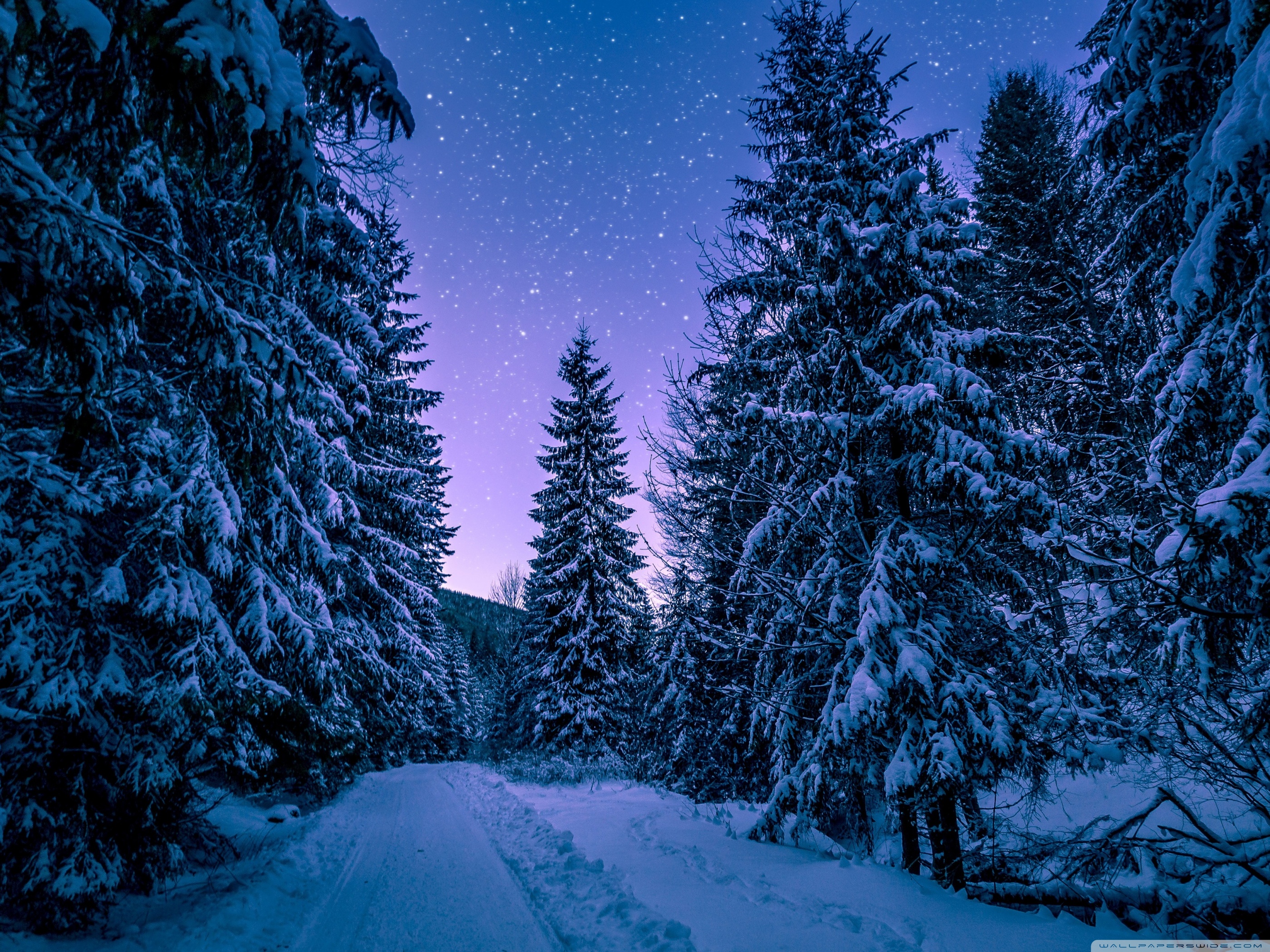 Fir Tree Forest, Snow, Winter, Night Ultra HD Desktop Background Wallpaper for 4K UHD TV, Widescreen & UltraWide Desktop & Laptop, Tablet