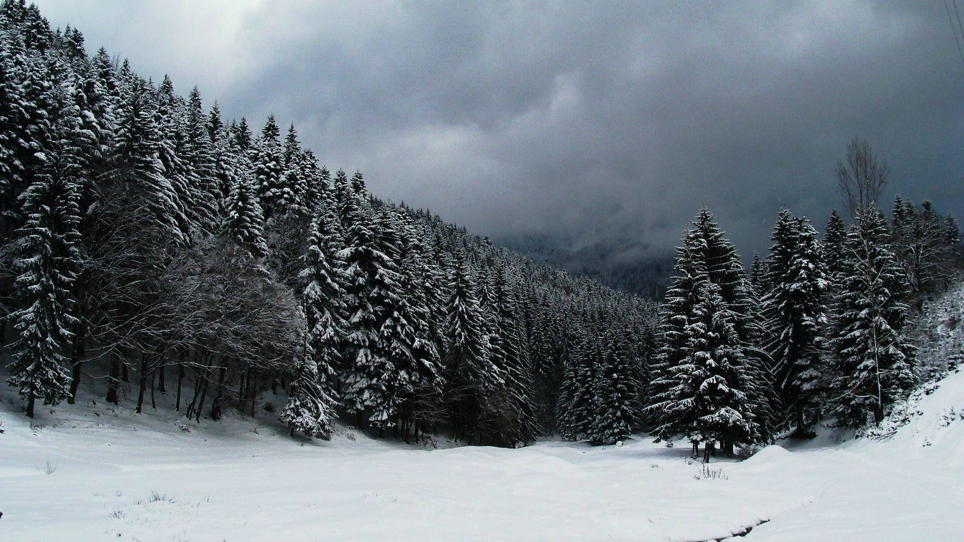 Snowy Forest Wallpaper