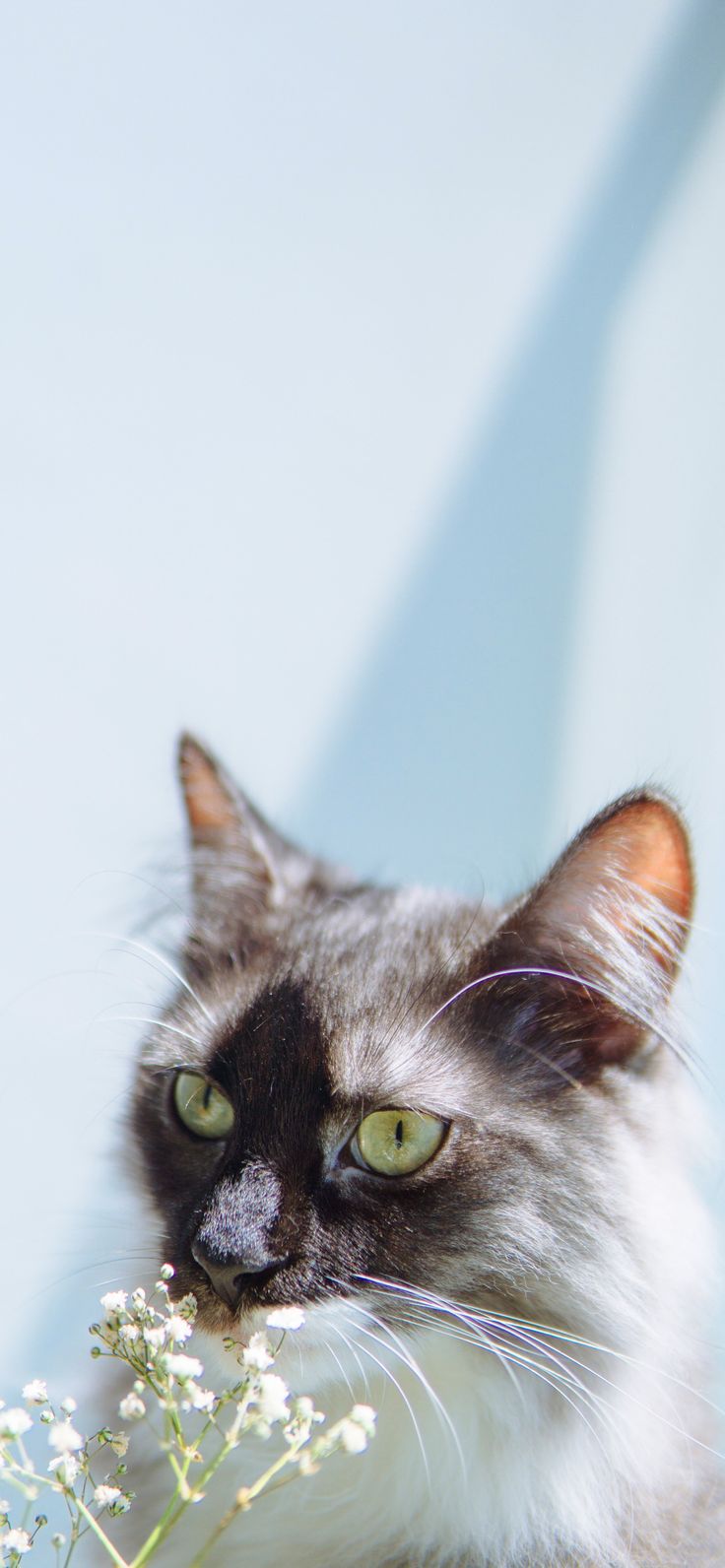 Cute Cat Wallpaper For iPhone Like Cats Very Much. Cute cat wallpaper, Cat wallpaper, Cute cat