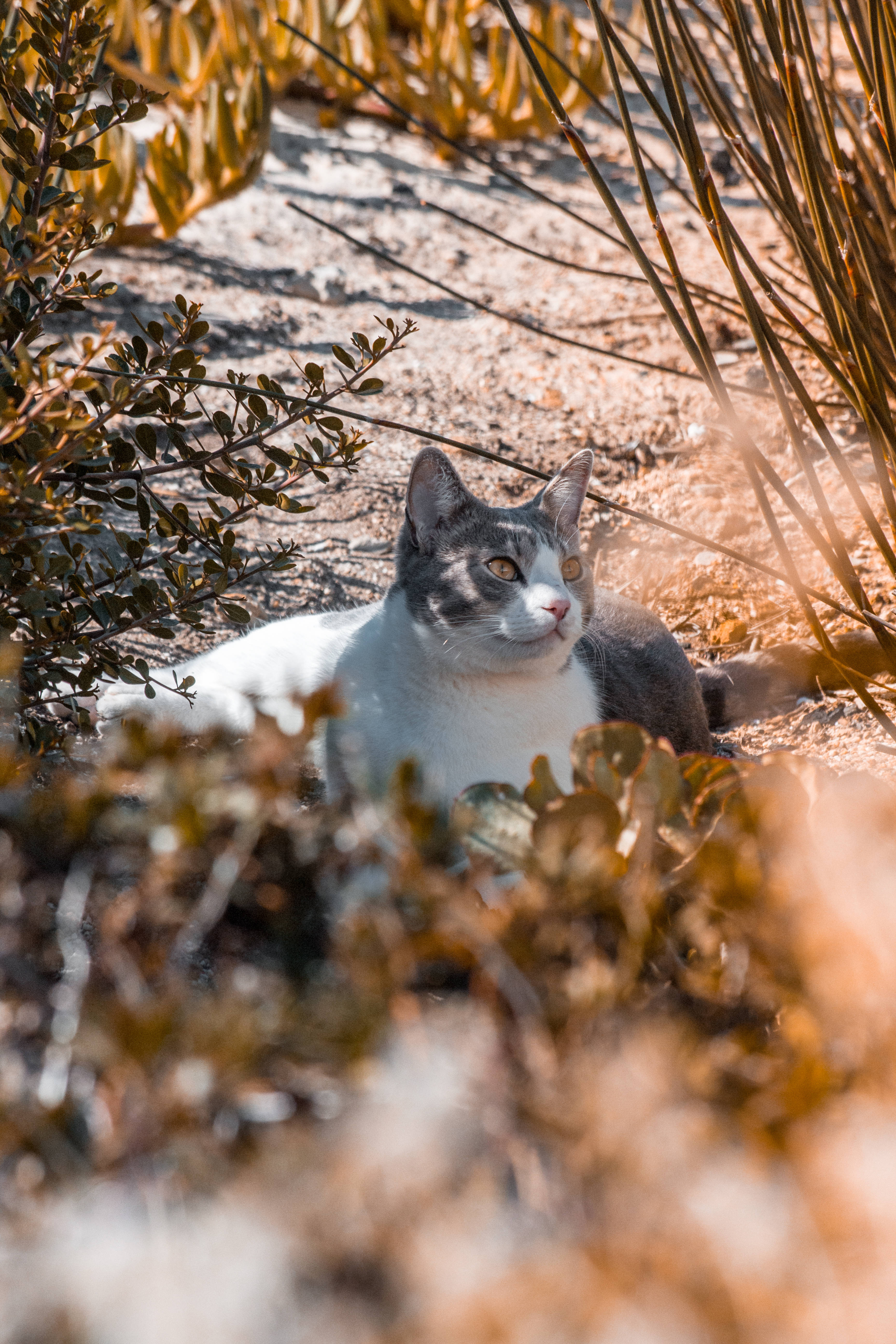 Download Gray And White Aesthetic Cat Wallpaper
