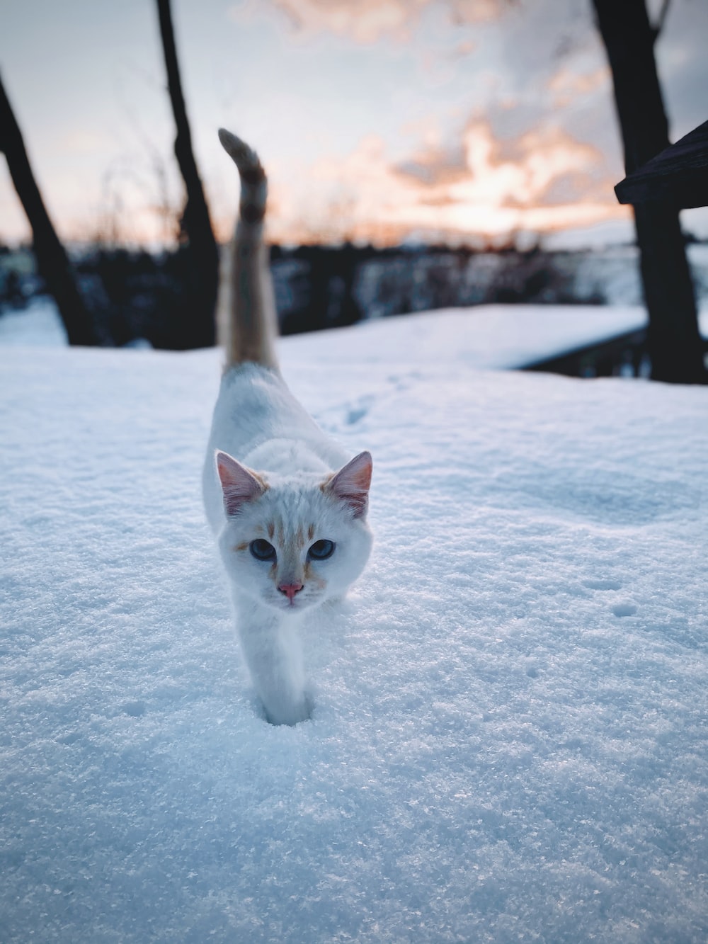 Snow Cat Picture. Download Free Image
