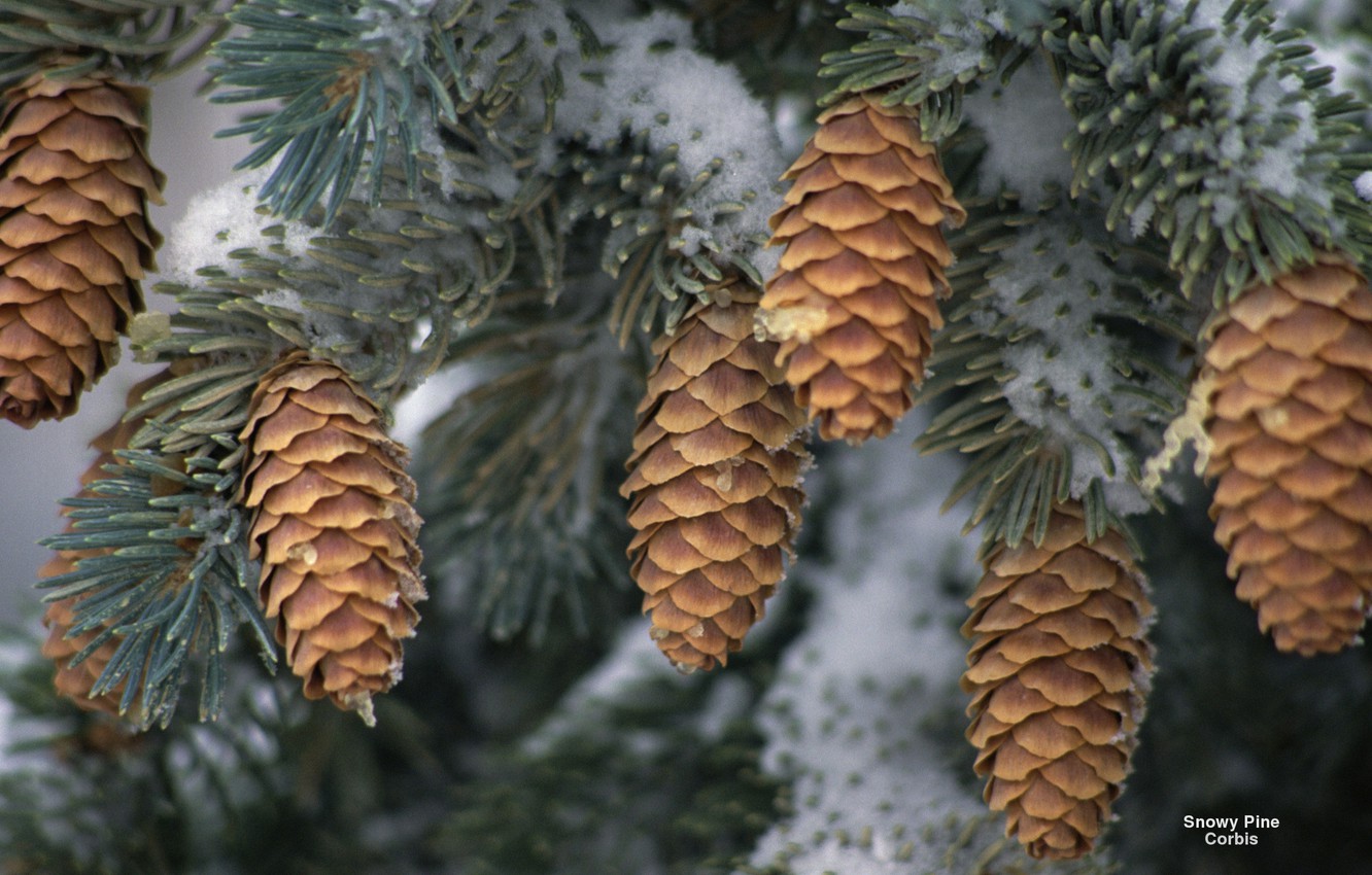 Wallpaper Nature, Winter, Wallpaper, Widescreen, Fullscreen, Snowy Pine image for desktop, section природа